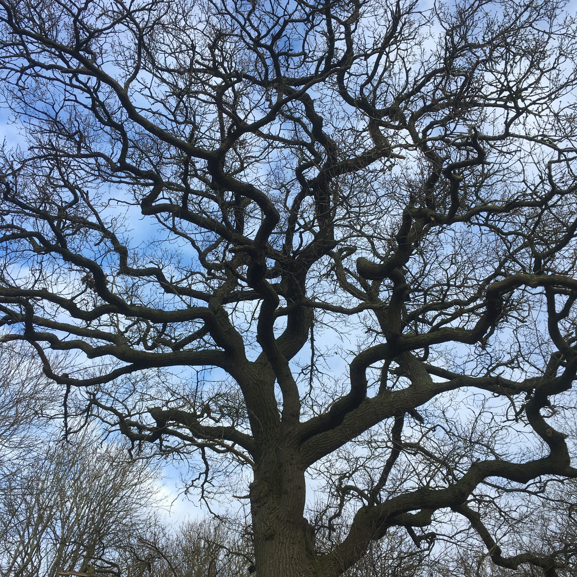 Why Trees Have the Best Business Wisdom for Winter