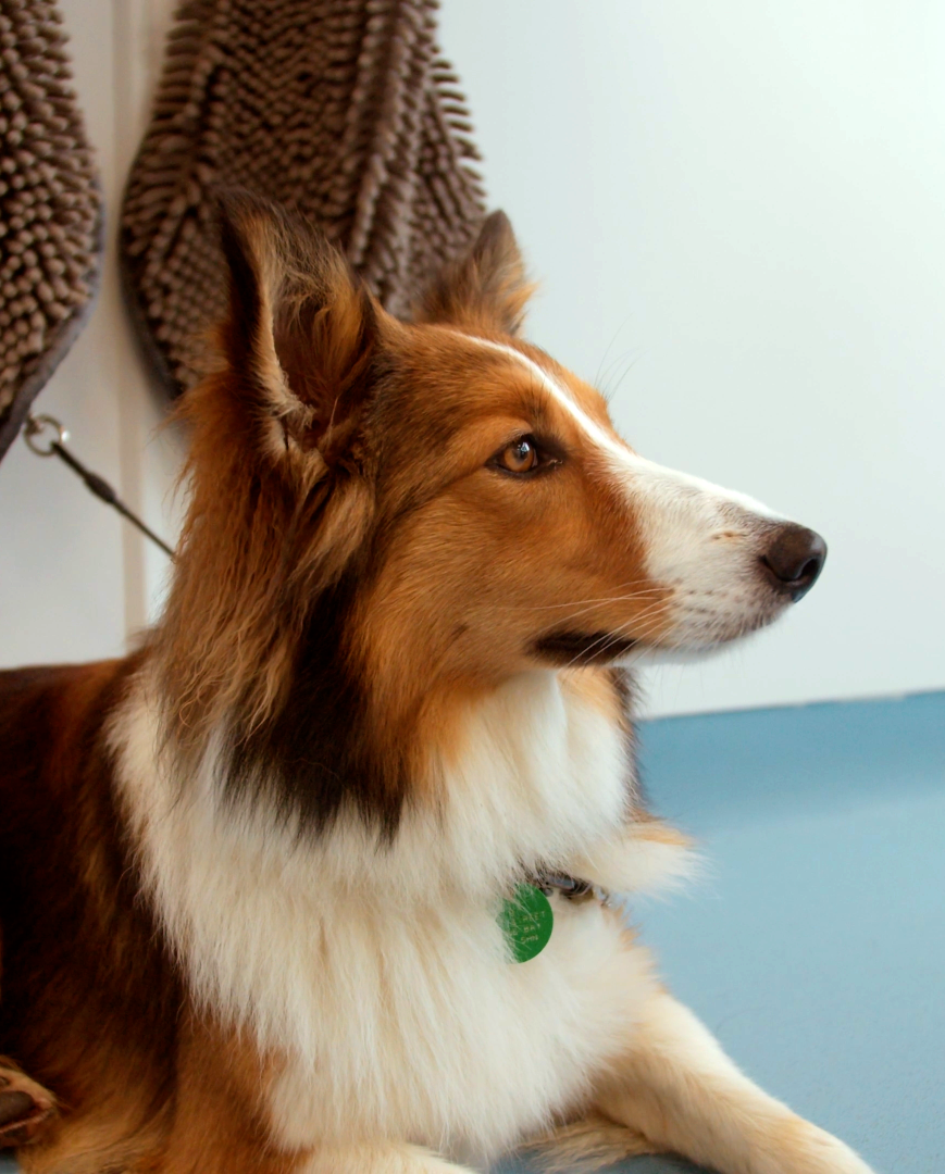 Close-up of a dog with brown and white fur, sitting indoors near a white wall with a brown textured towel hanging behind it.