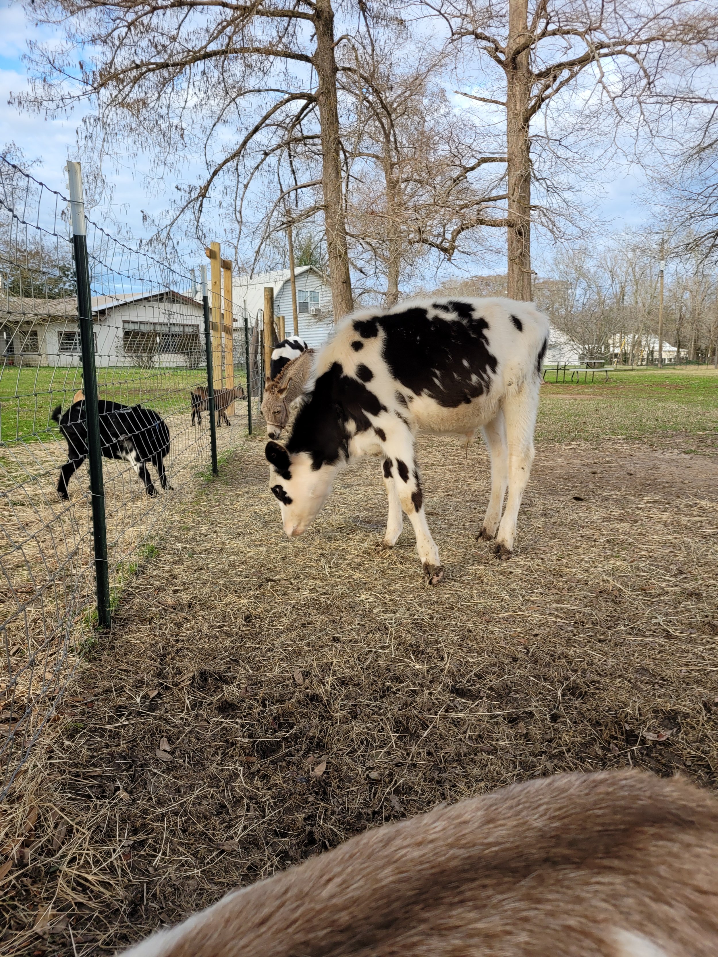 CowsandGoats.jpg