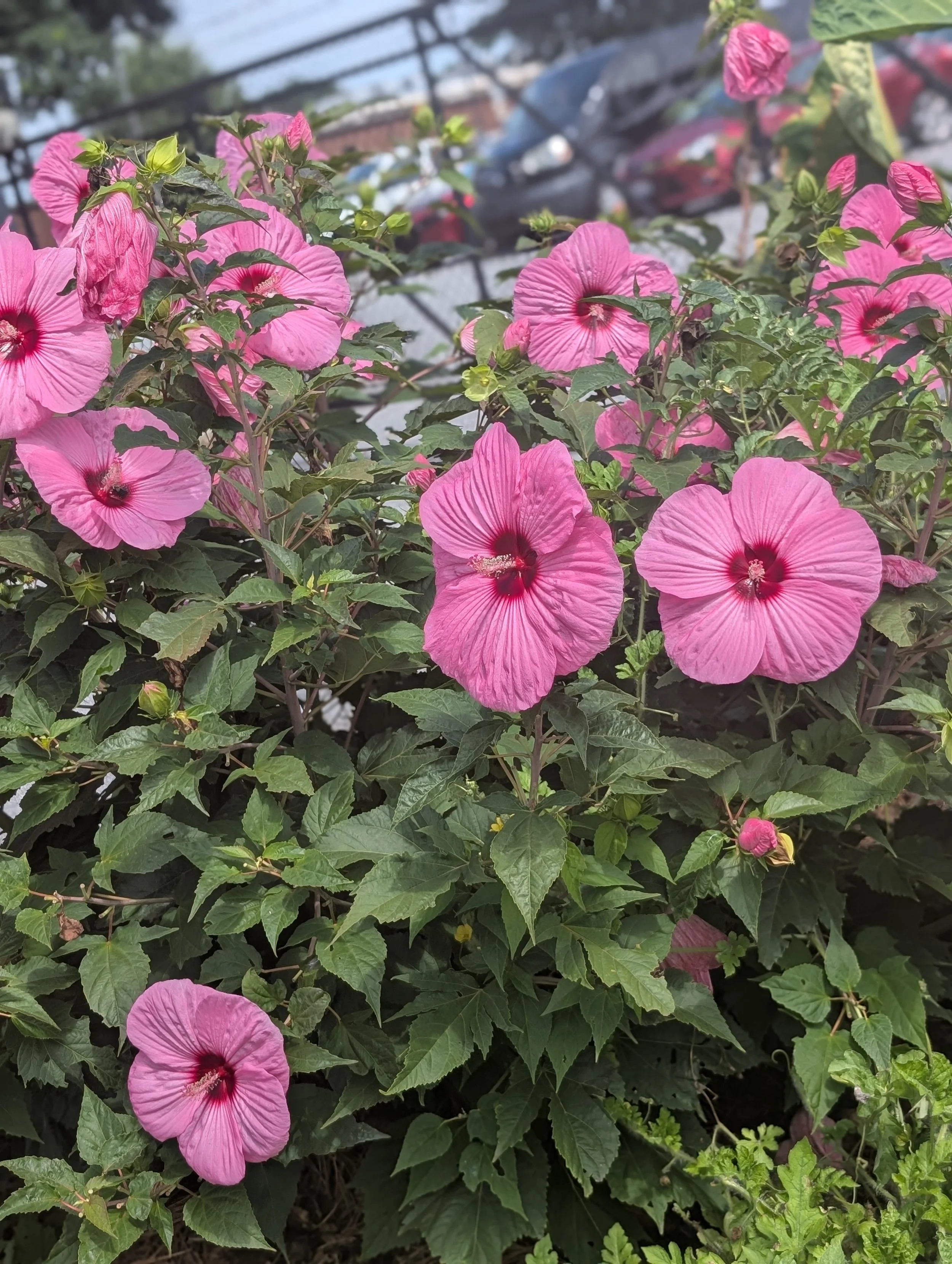 Pink hibiscus flowers with green leaves in a garden, with a blurred parking lot and cars in the background.