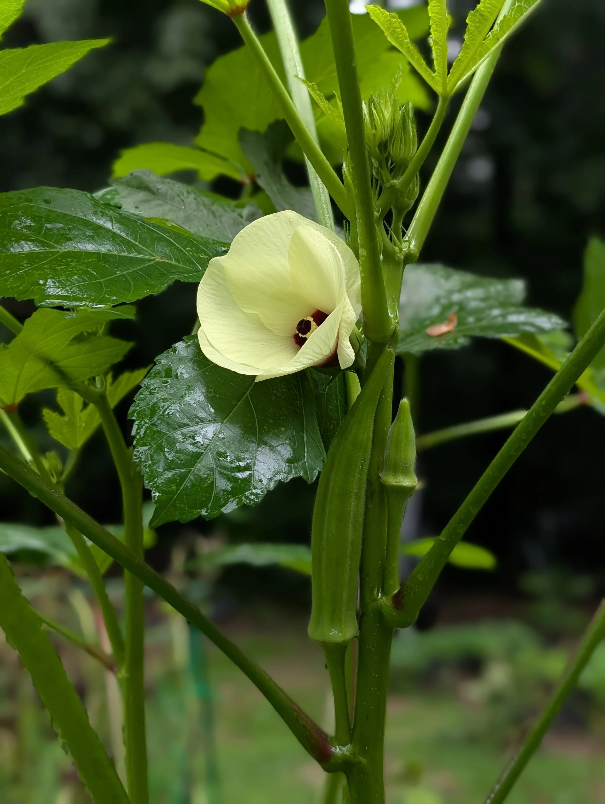A pale yellow flower with a dark center on a green plant, with leaves and small buds, wet from rain or dew, in a garden or natural setting.