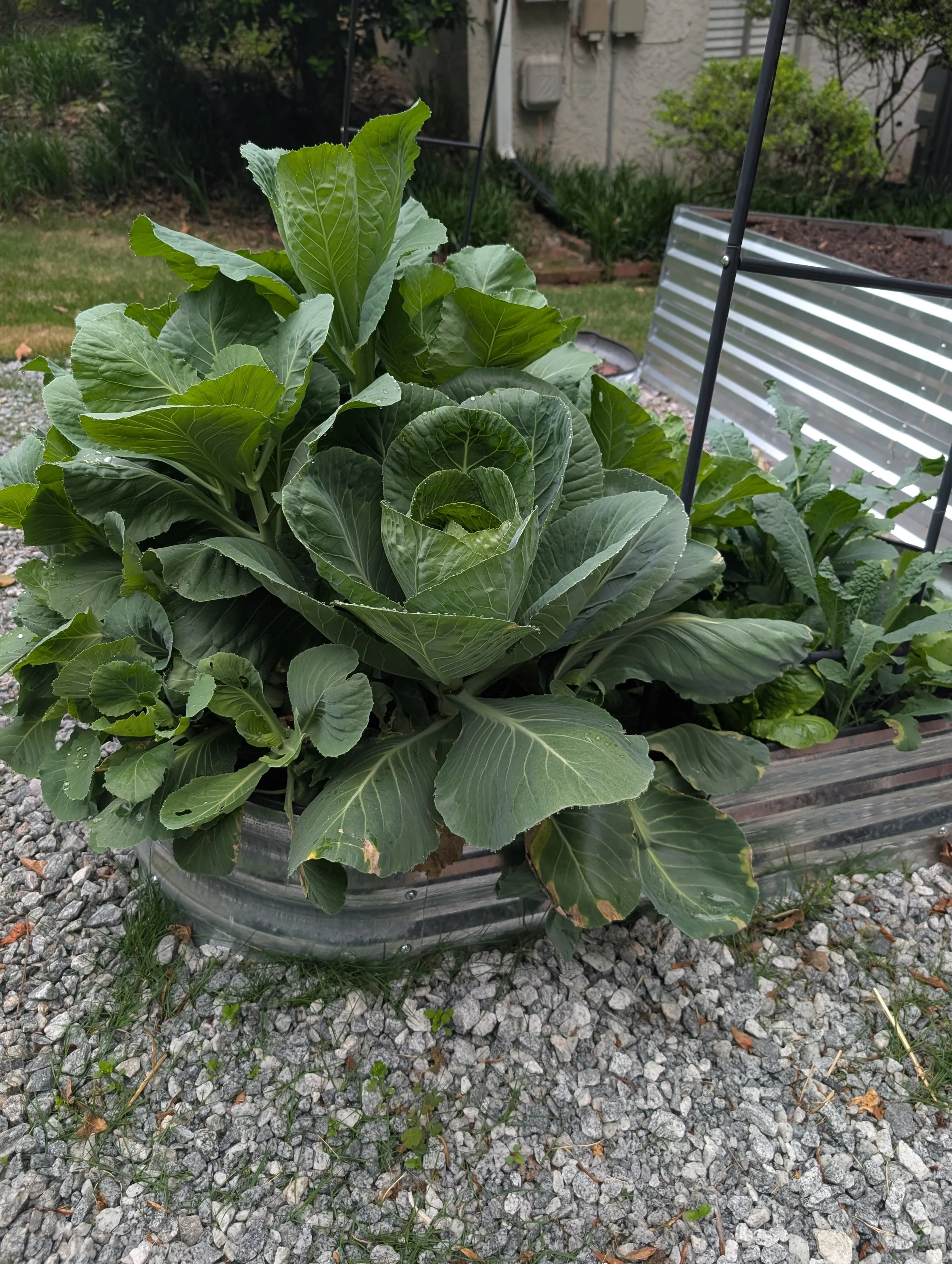 A large leafy green plant growing in a circular metal container on a gravel surface, with a garden and house wall in the background.
