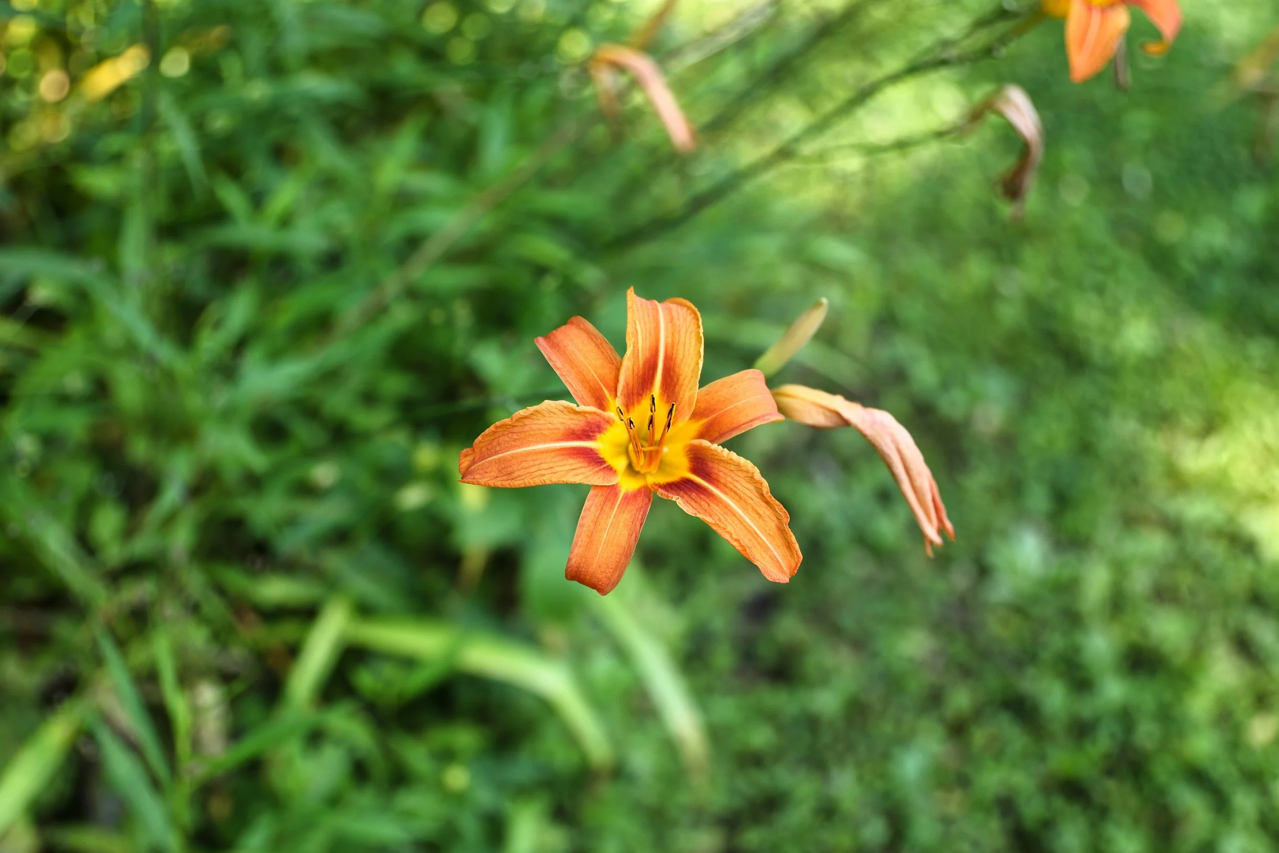 Nichols Pond Park - Spencer, NY