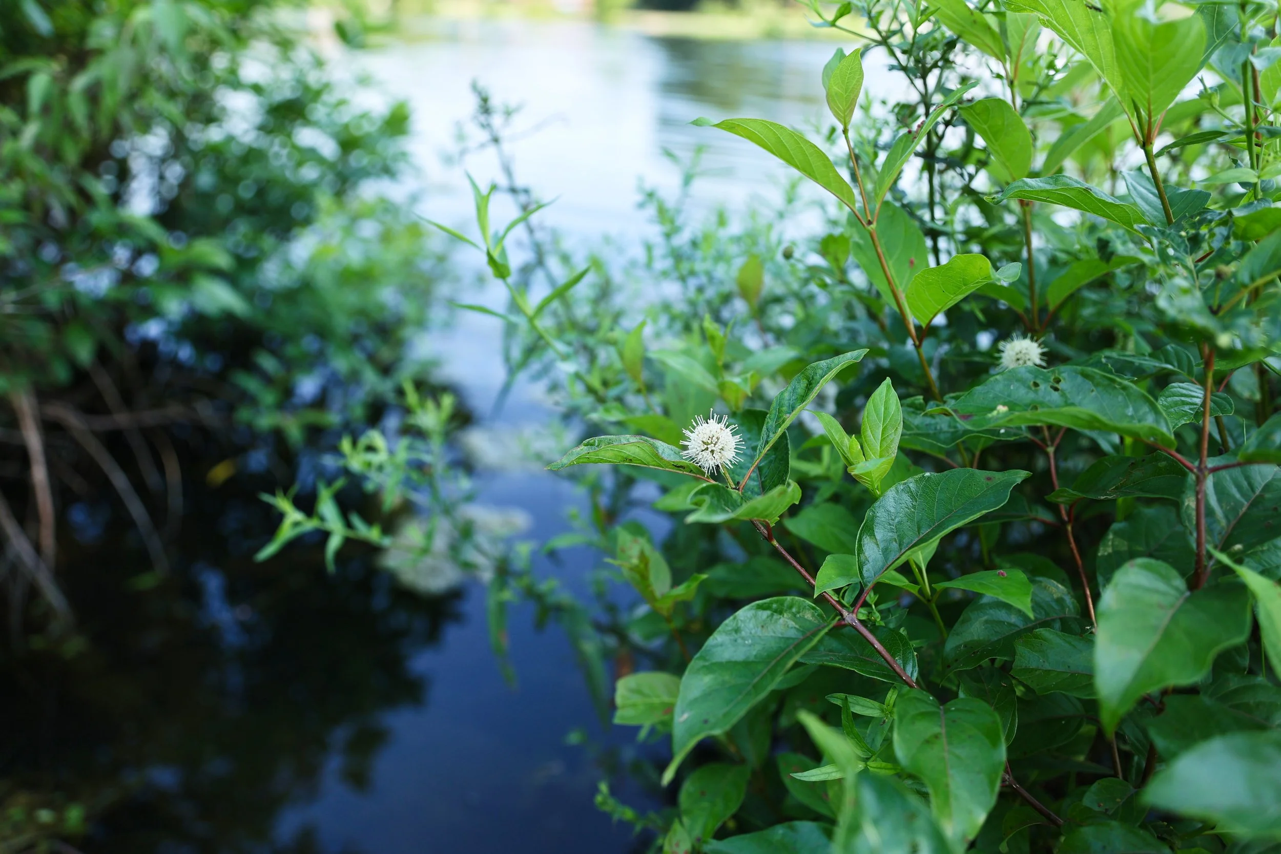 Nichols Pond Park - Spencer, NY