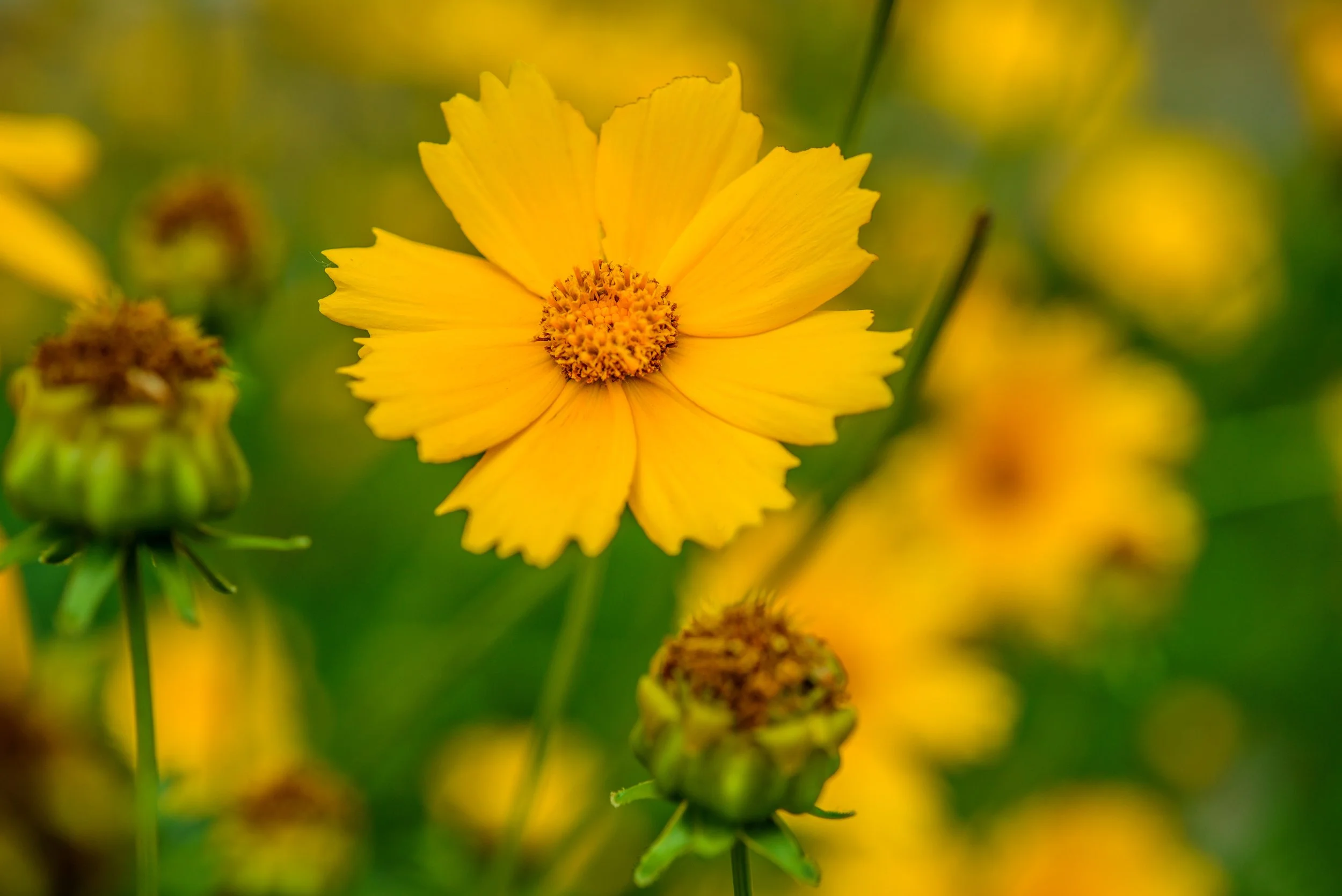 Coreopsis