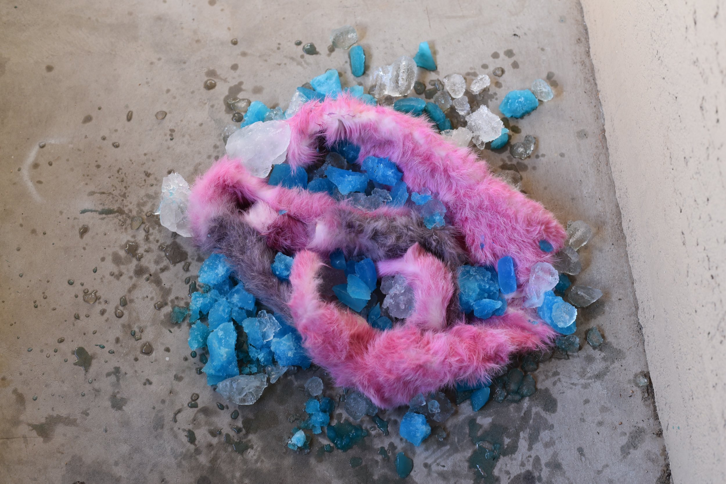 Title: A Love Story in a Concrete Jungle | Date (Year): 2016 | Dimensions: 20” x 18” x 3” | Medium: Dyed fur, Frozen blueberry fruit, ice