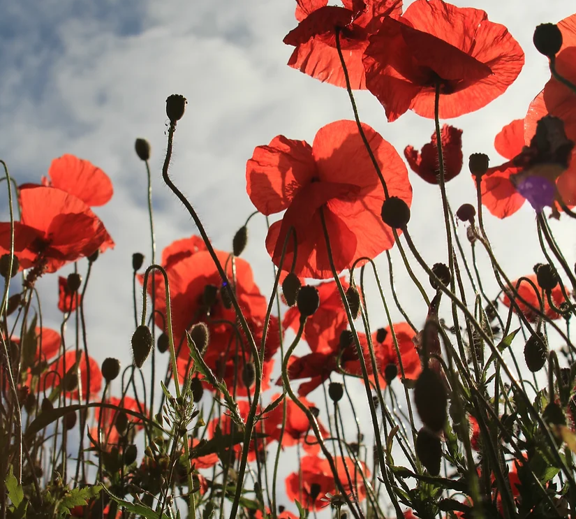 Champ de coquelicots rouges sous un ciel nuageux.