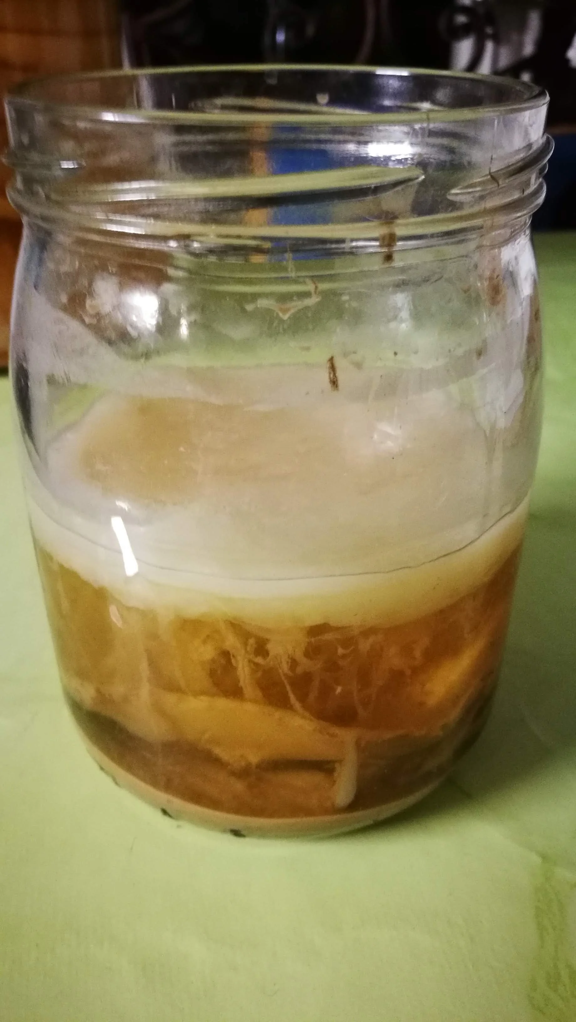 IMG_20181109_180423 Champignon de Kombucha en formation.jpg