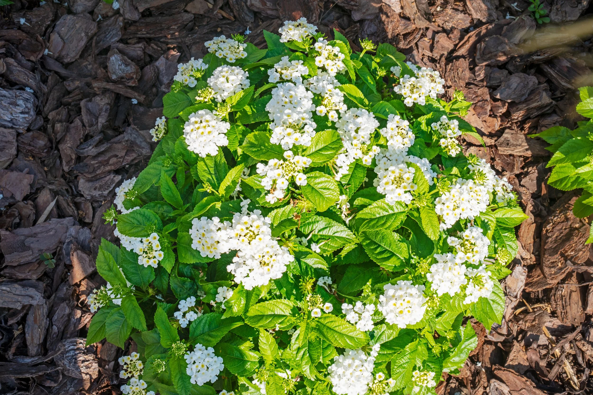 Quigley & Co.'s commercial client's blooming annual plants.