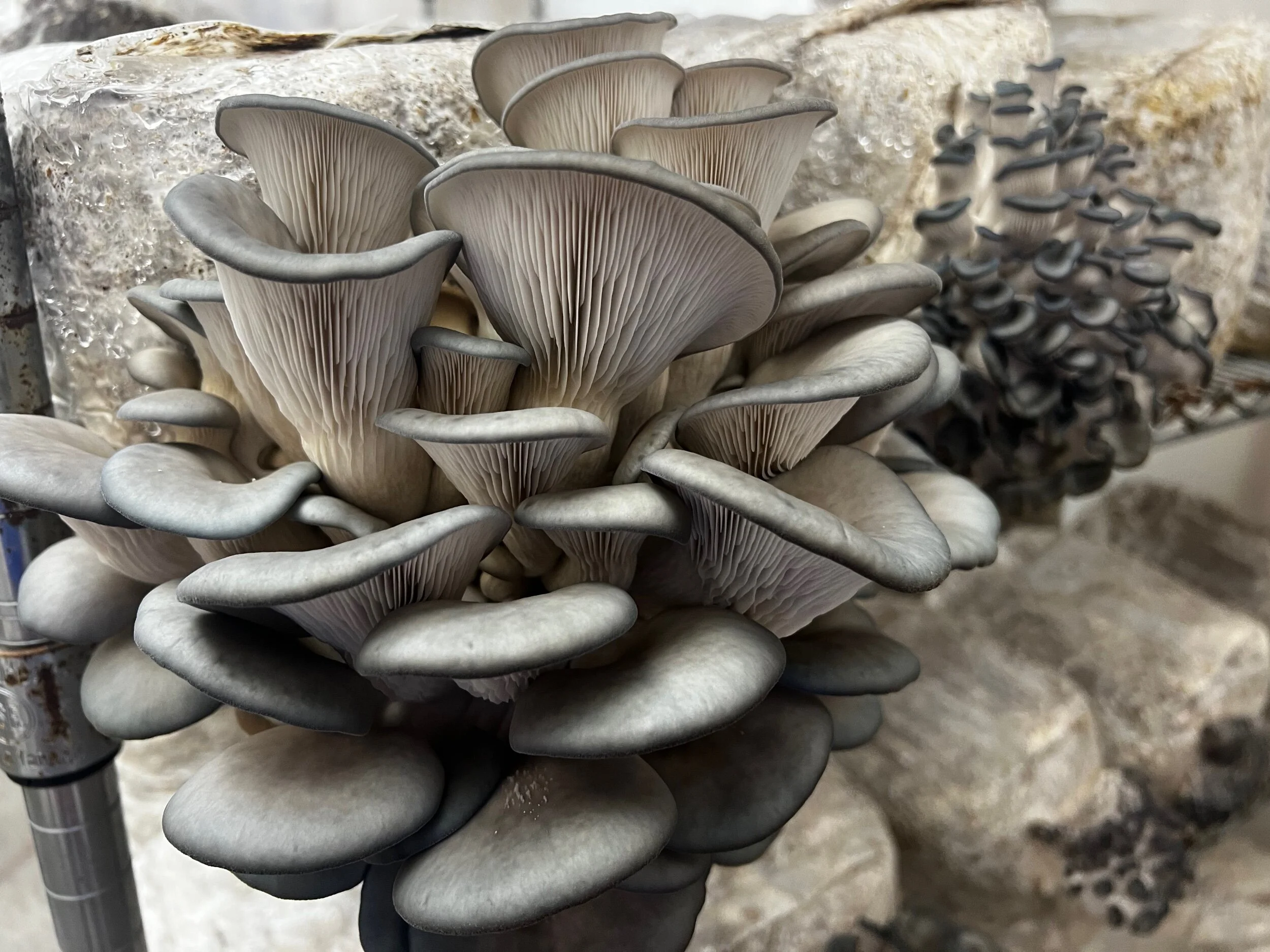 4FE06E3F-4DAB-49D2-817C-ED3907AE74D3