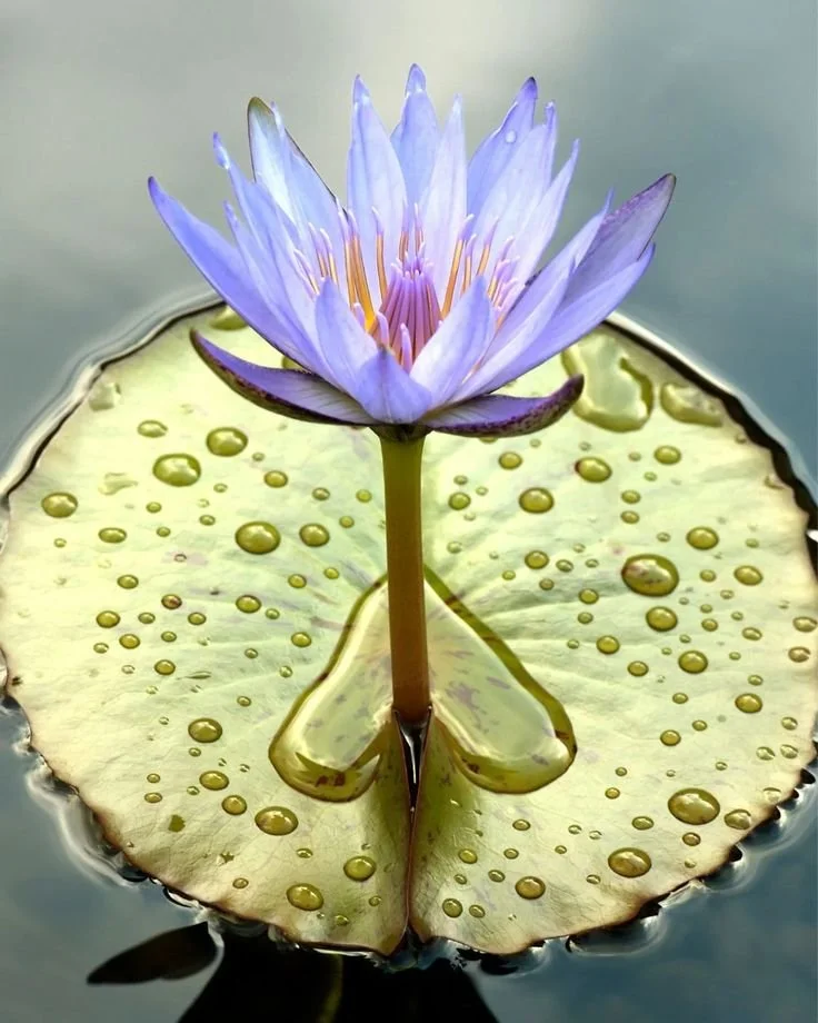 Blue Lotus Flowers.jpg