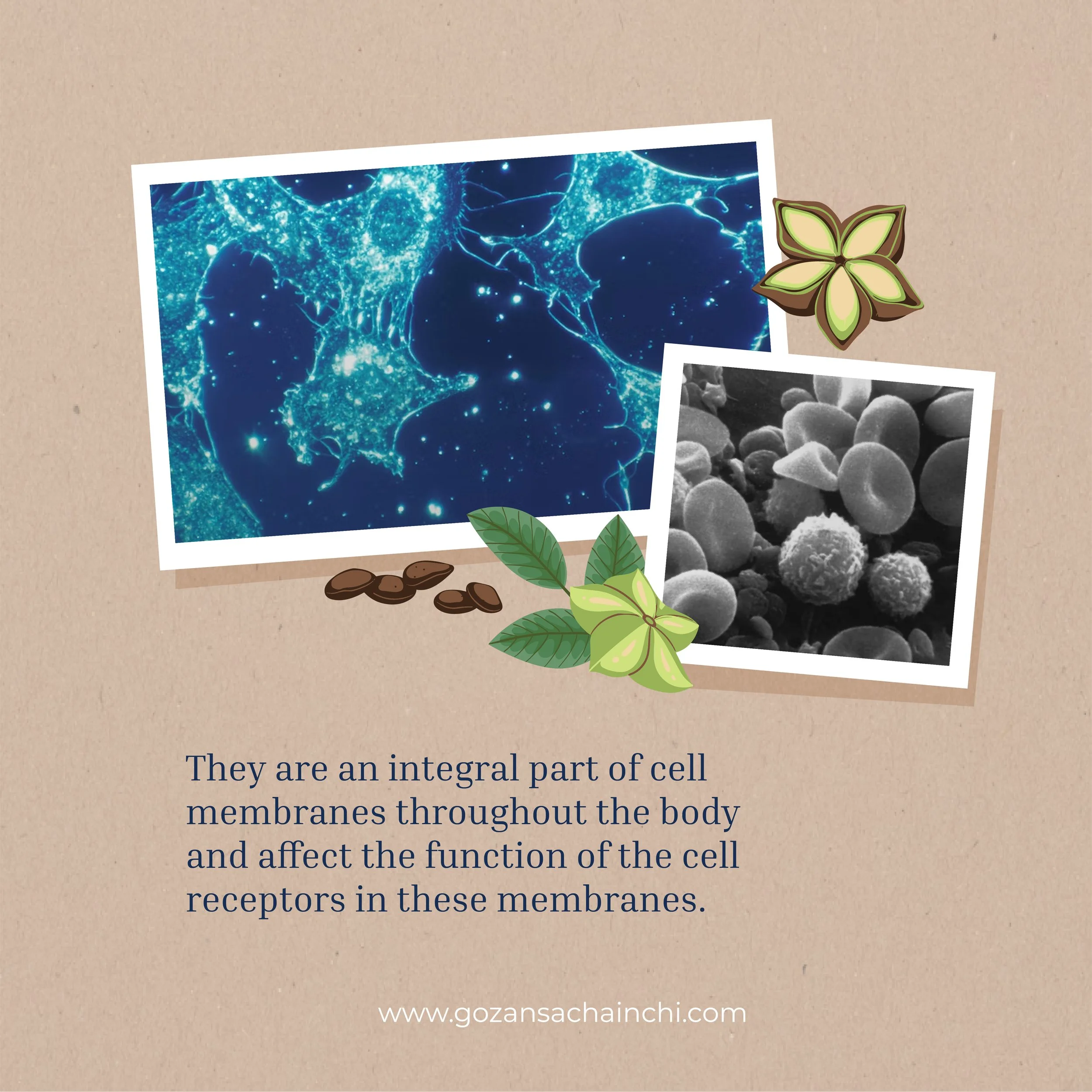 Gozan_Benefits Omega 3-02.jpg