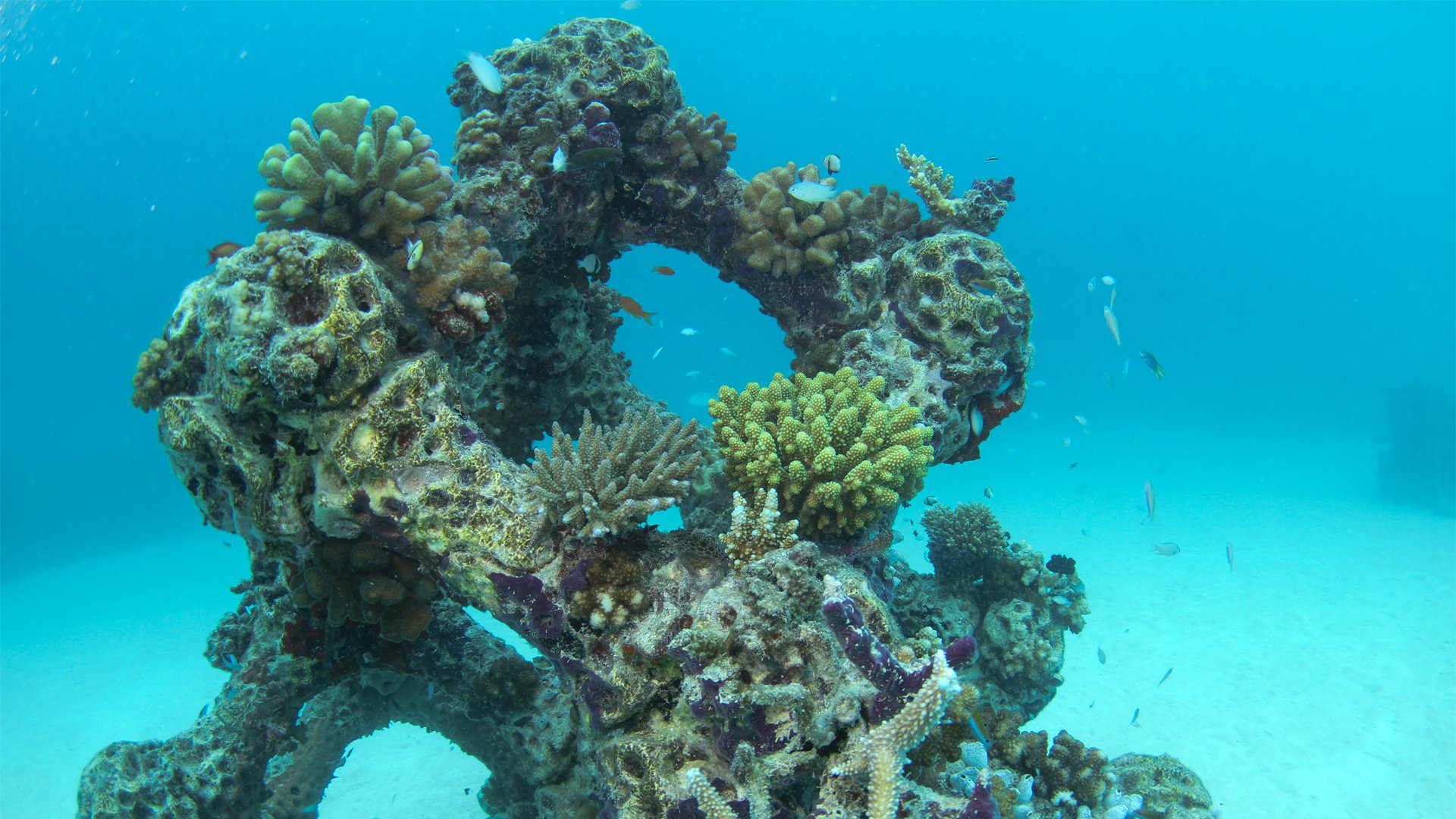 REEF DESIGN LAB  Artificial Reefs & Marine Infrastructure Solutions
