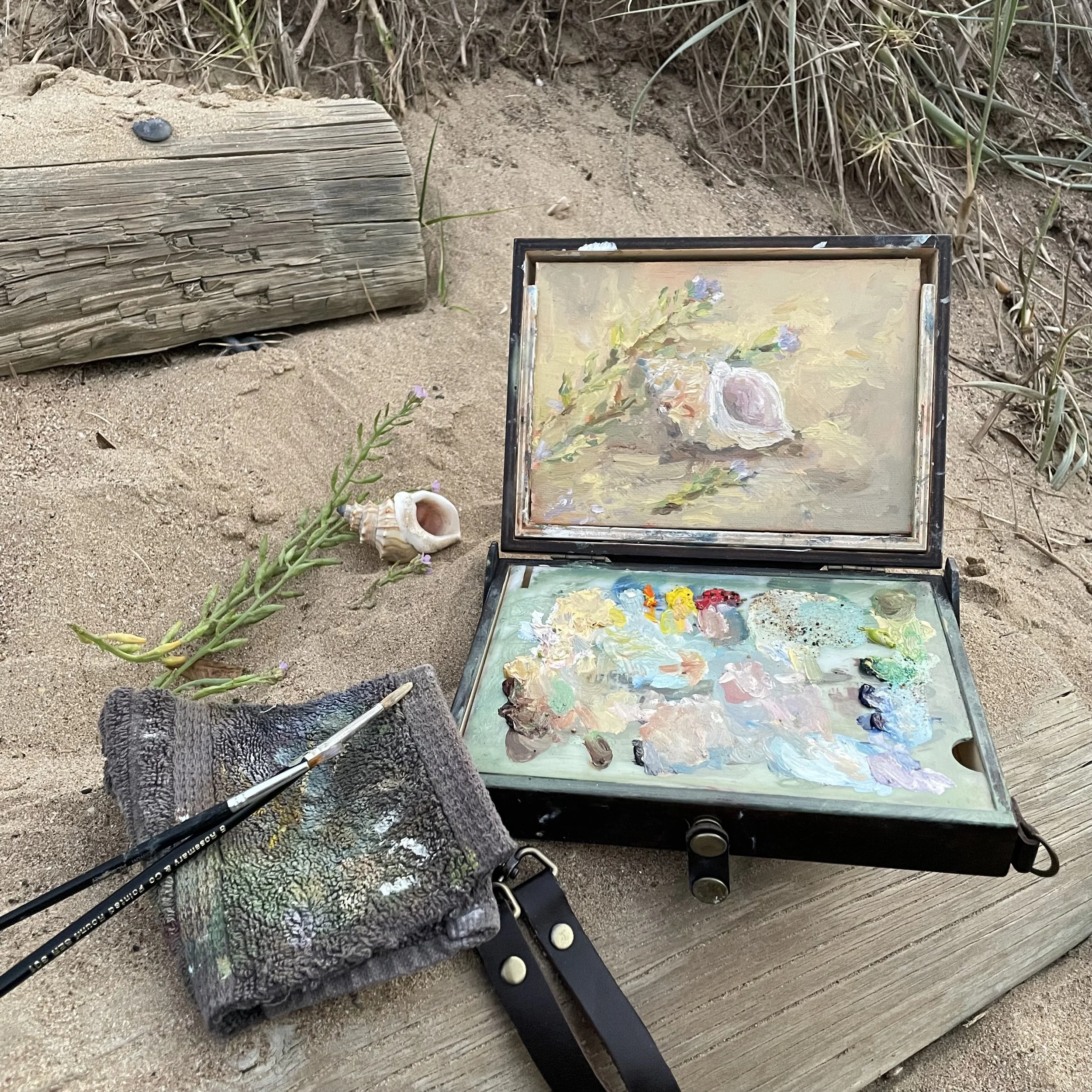 Shell still life, New Zealand