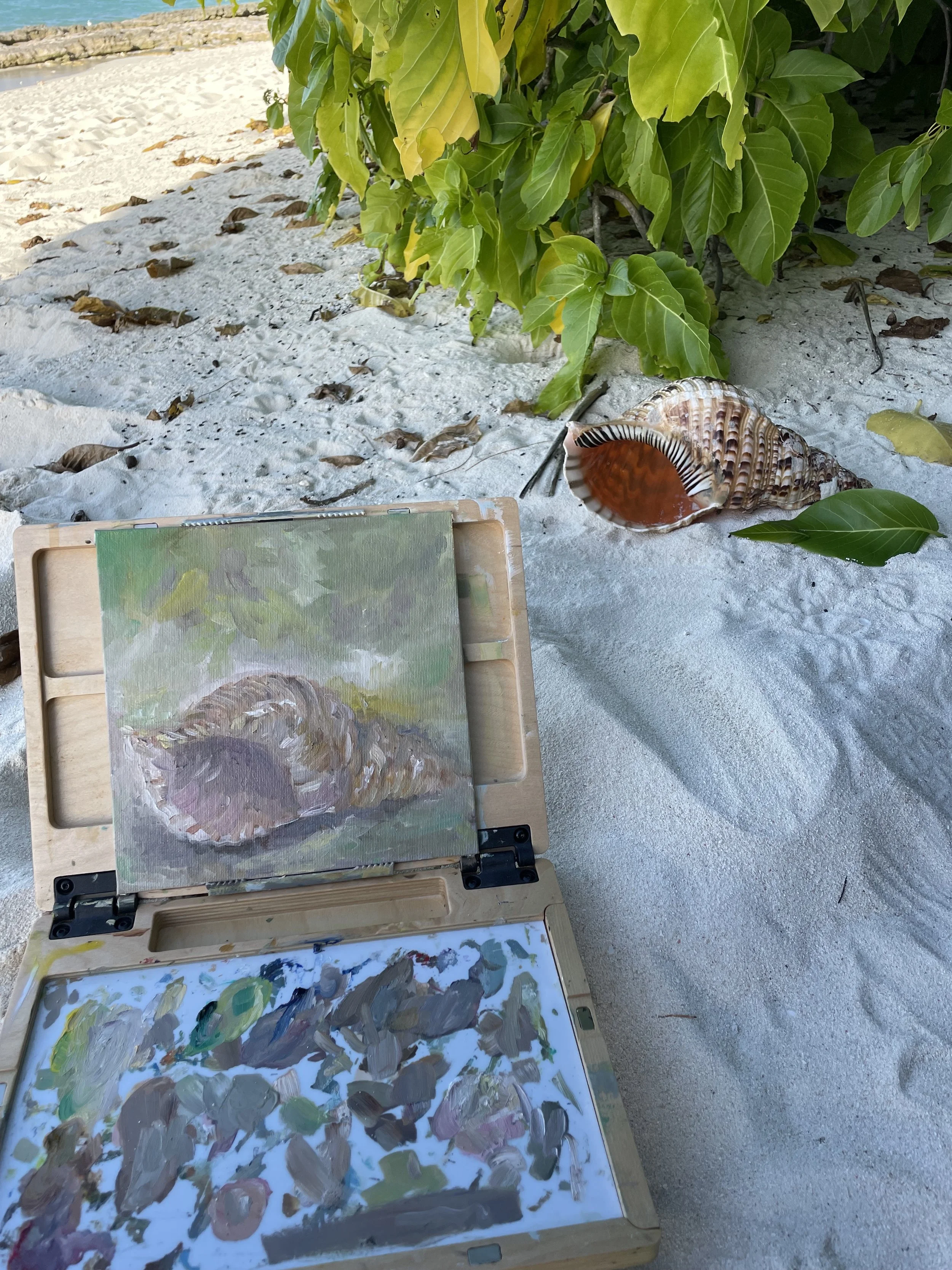 Giant Triton, Heron Island