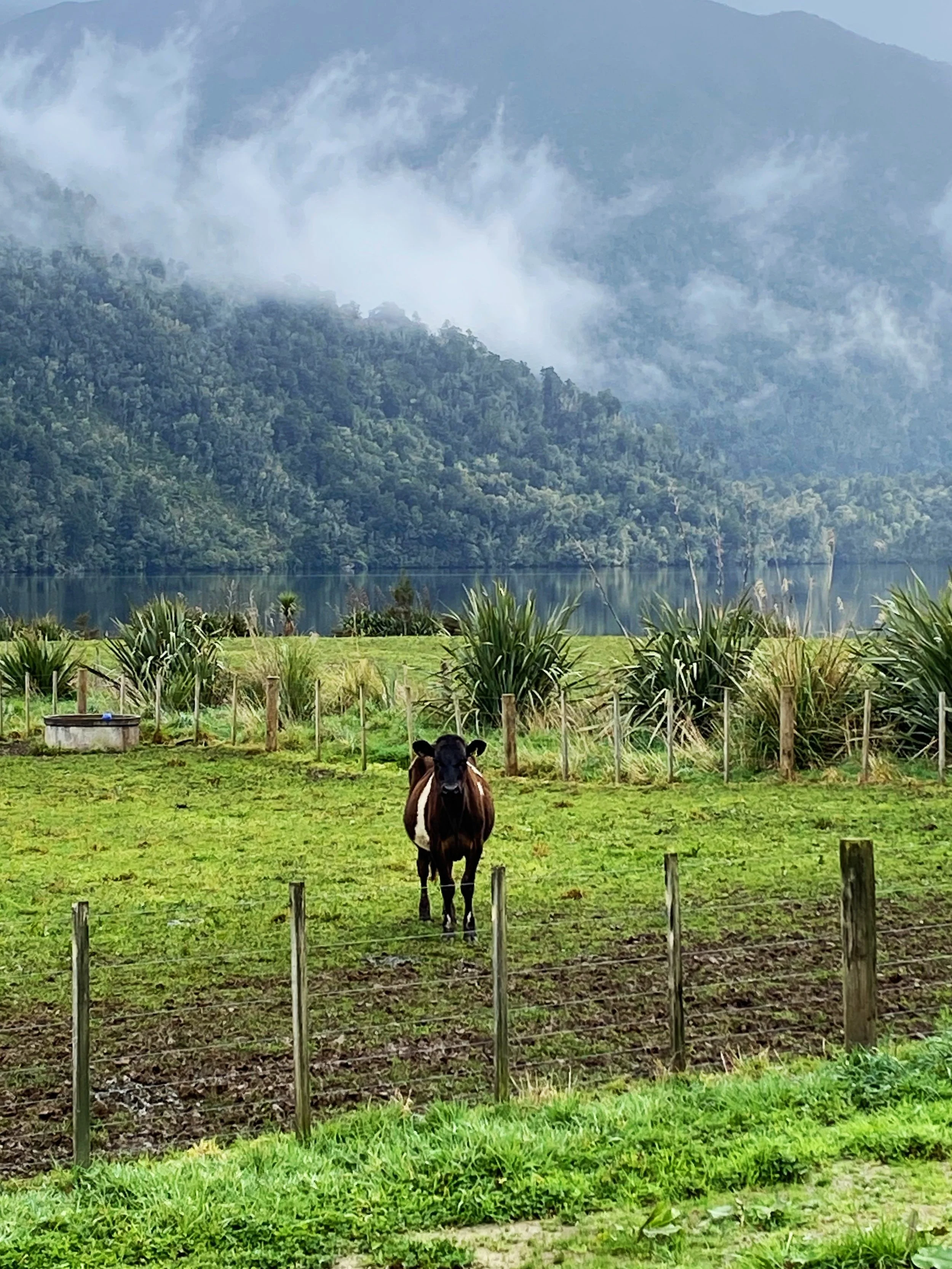 West Coast Bach Inchbonnie NZ