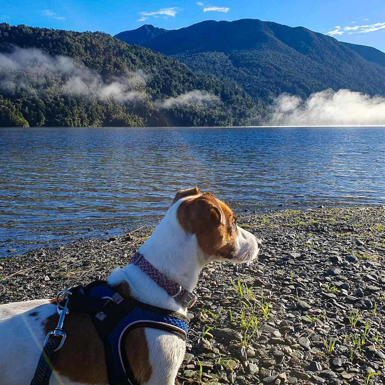 When the temperature is as cool as you are 😎🐶💙
.
.
.
.
.
.
.
#lake #lakelife #lakepoerua #lakeside #dogsofinstagram #jackrusselllove #jackrussellsofinstagram #jackrussellterrier #jackrussell #nz #nzholidayhomes #southisland #newzealand #southislan