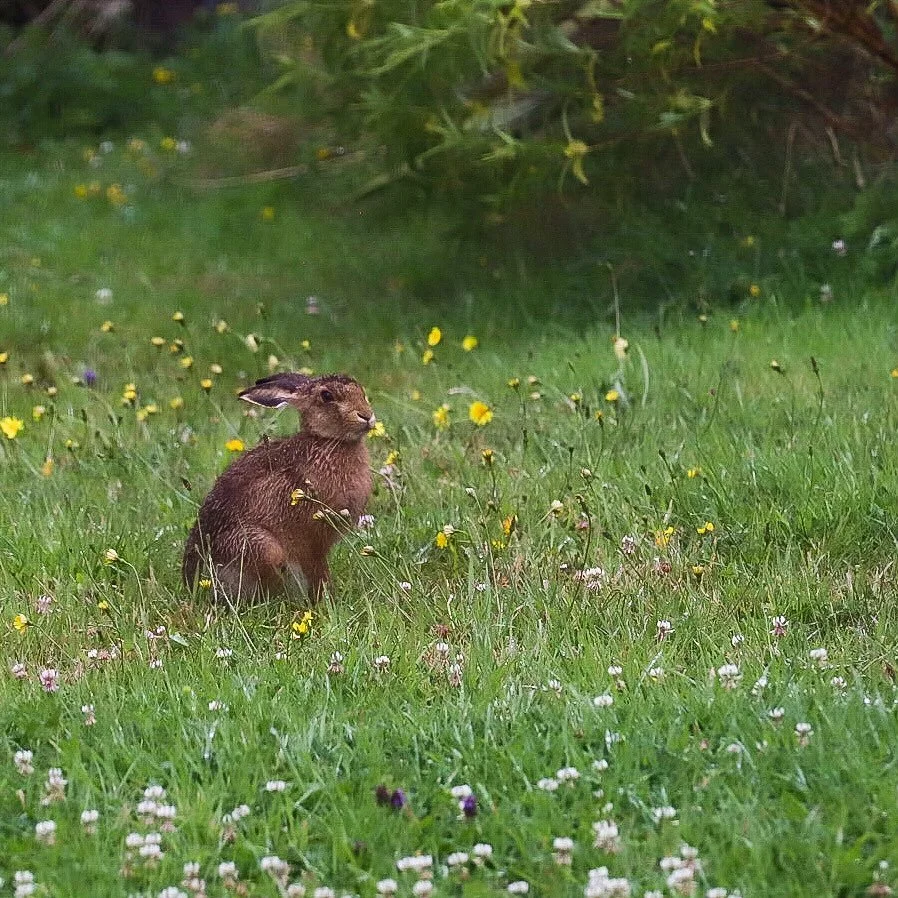 We&rsquo;ve just had a visitor taking a break from the rain. He&rsquo;s hopped off now and never fear, mowing the lawn is in the to do list for tomorrow! 🐇☔️🌱
.
.
.
.
.
.
.
.
#nz #nzholidayhomes #southisland #newzealand #southislandnz #westcoast #w