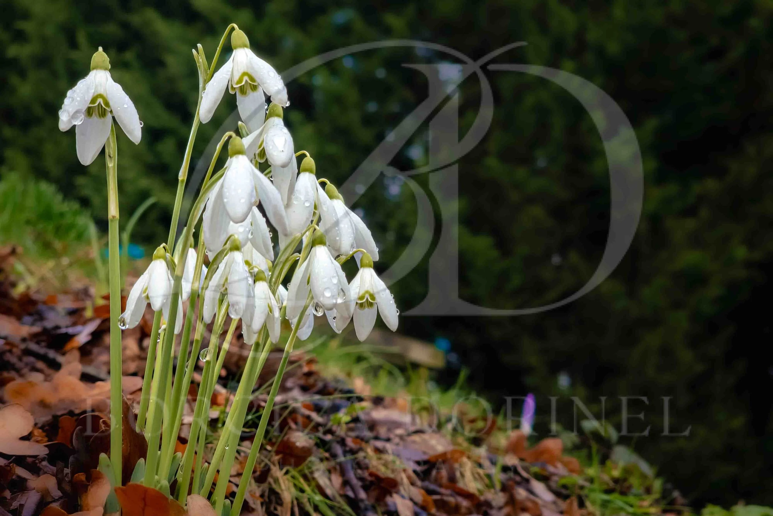 Snowdrop flowers blooming in a garden, showcasing delicate white petals against green foliage