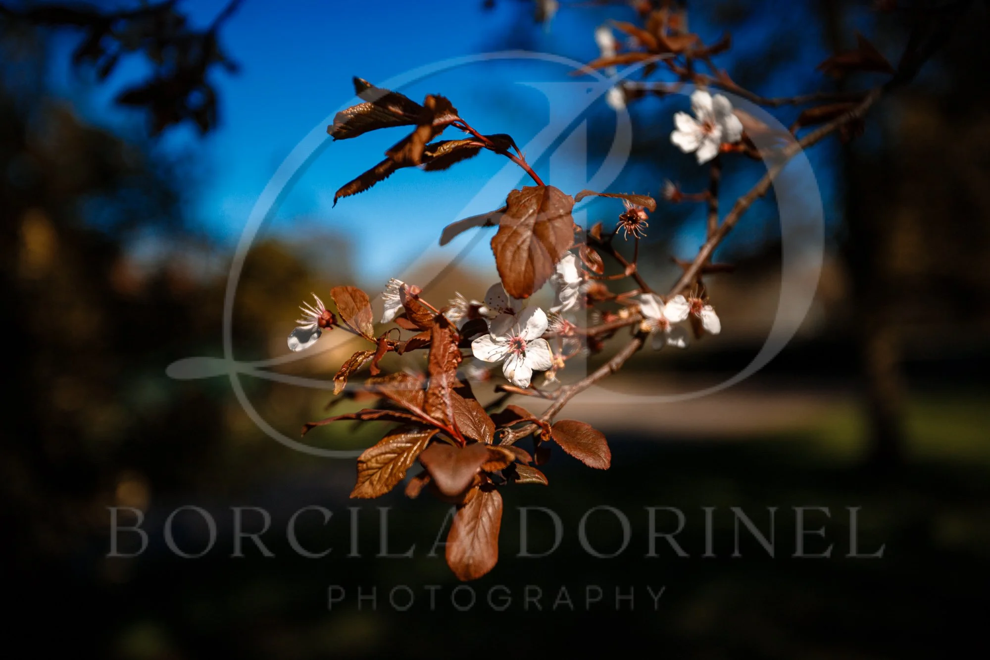 spring-blosom-nature-photography-digital-image.jpg