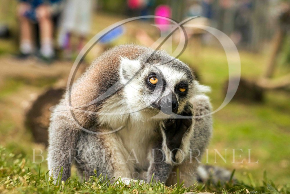 Lemur Animal Wallpaper
