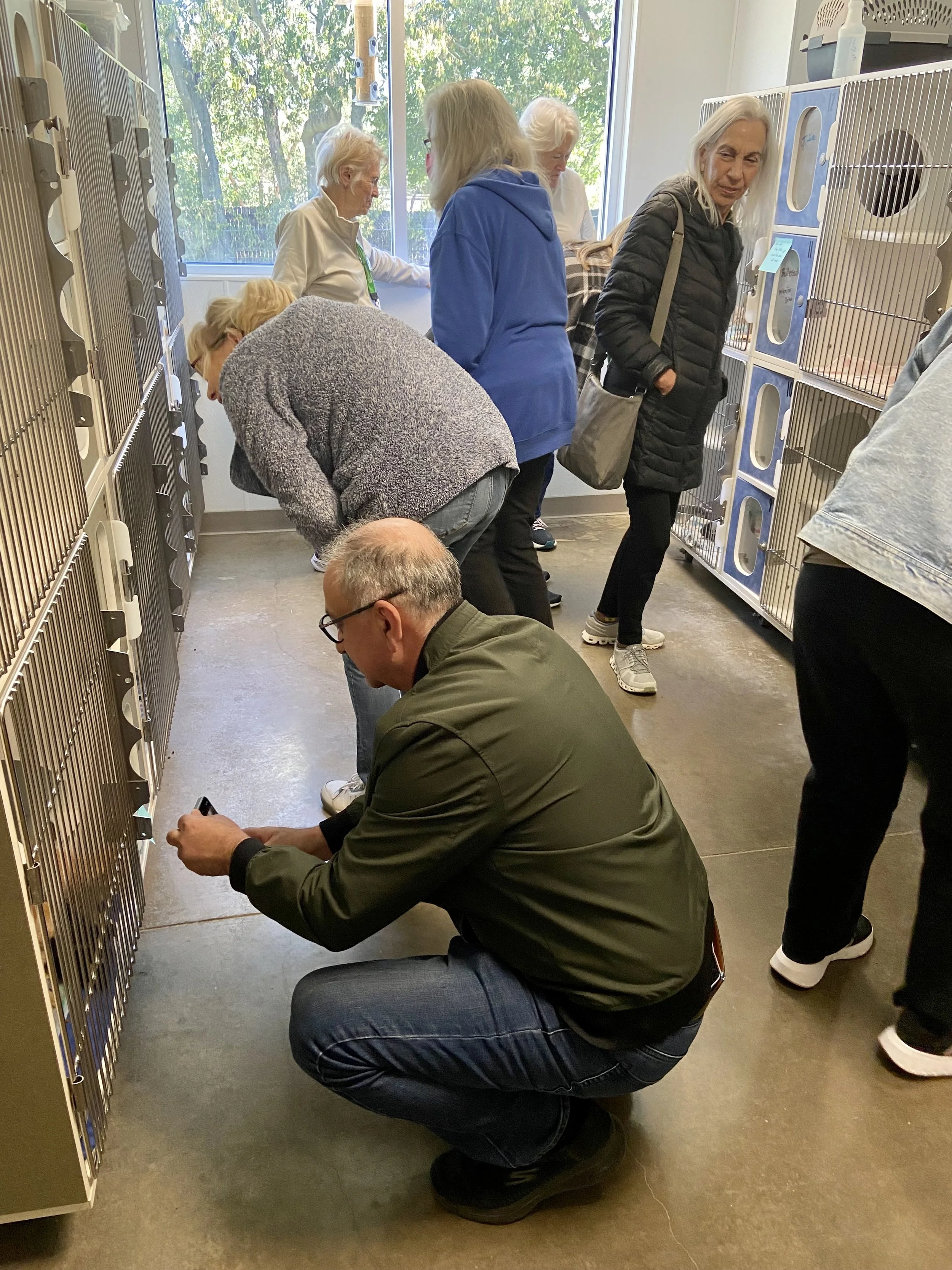A group of people visiting an animal shelter, looking at cats in cages. One person is crouching, taking a photo with a smartphone. The room is lit by natural light from windows.