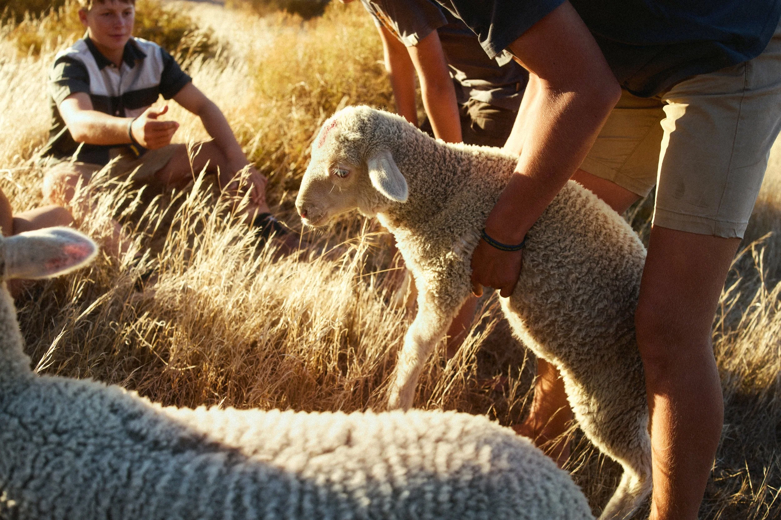 Grainbird_MoritzLeisen_Farmlife_005.jpg