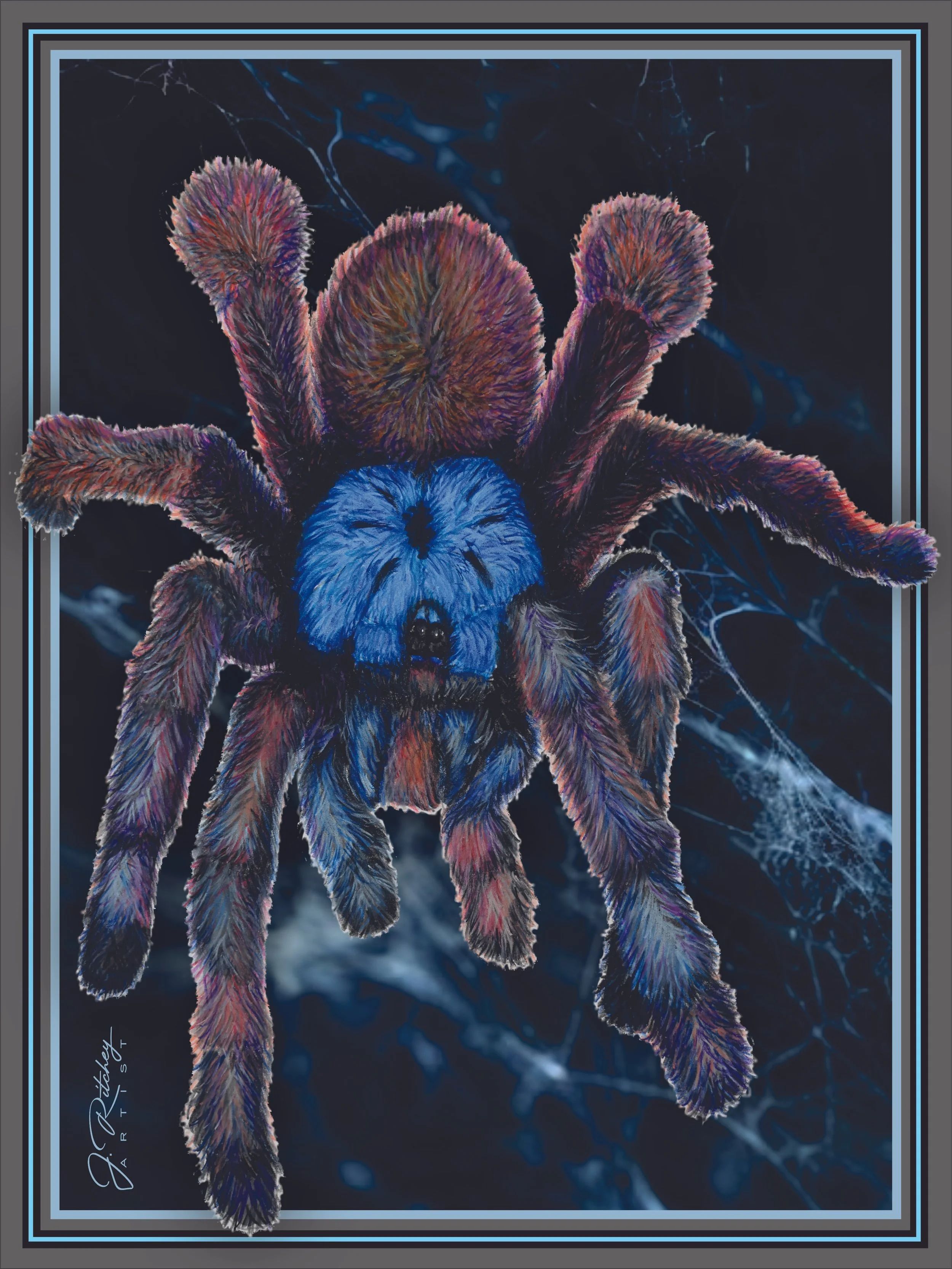 Pinktoe Tarantula