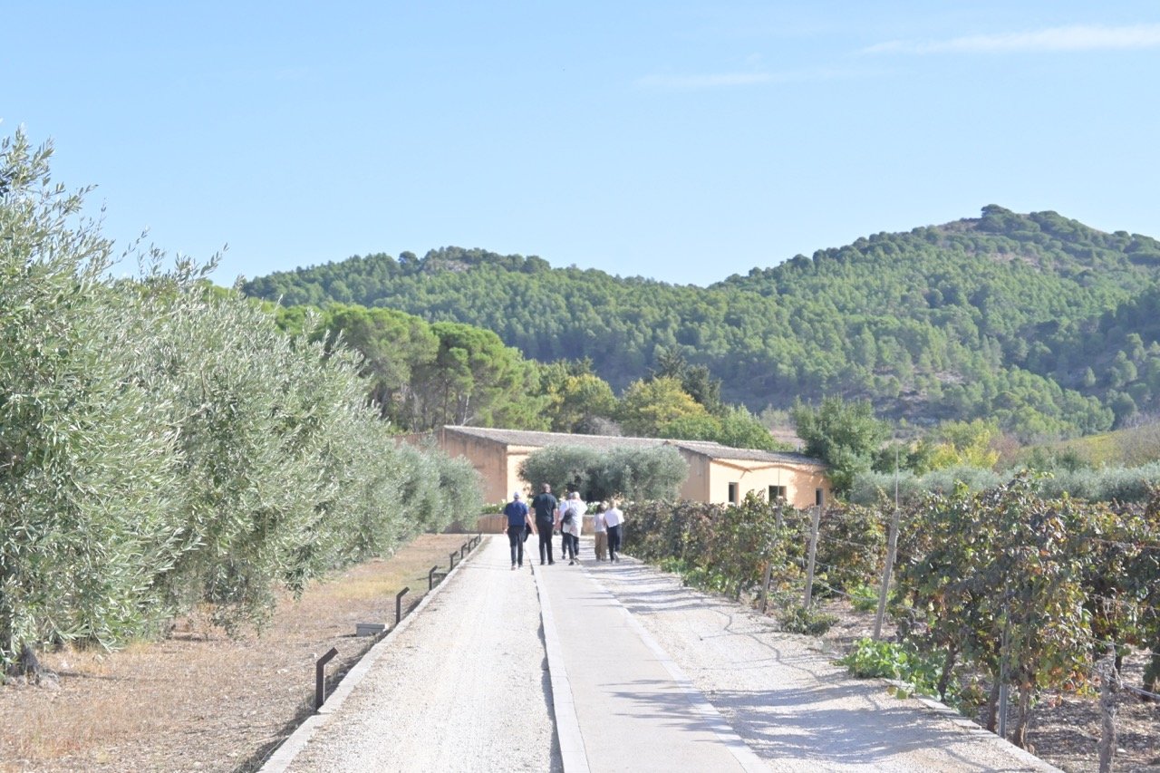 Yoga Retreat Sicily 2023 Alexandra Meffert luxury art wine tasting Planeta winery15.jpeg