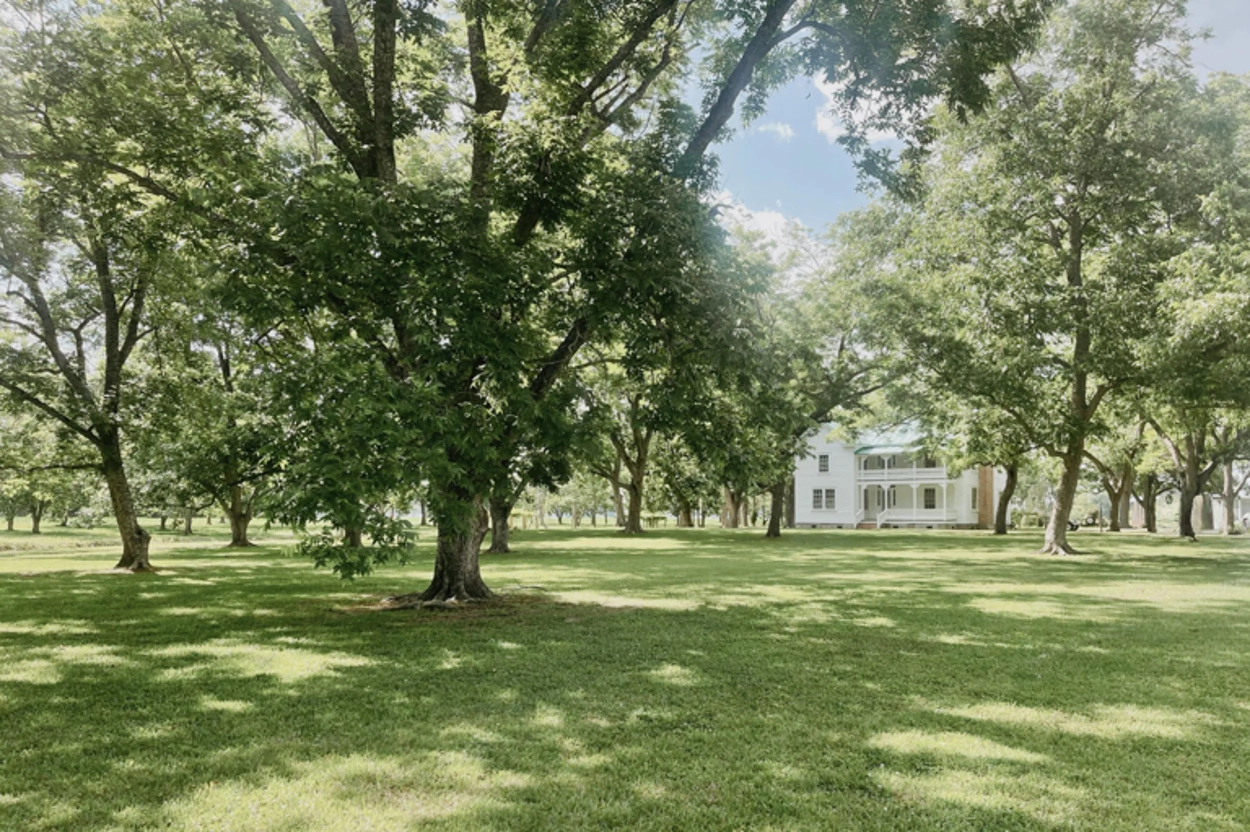 A lush green lawn with multiple tall trees casting shadows, and a white multi-story house with a porch in the background under a partly cloudy sky.