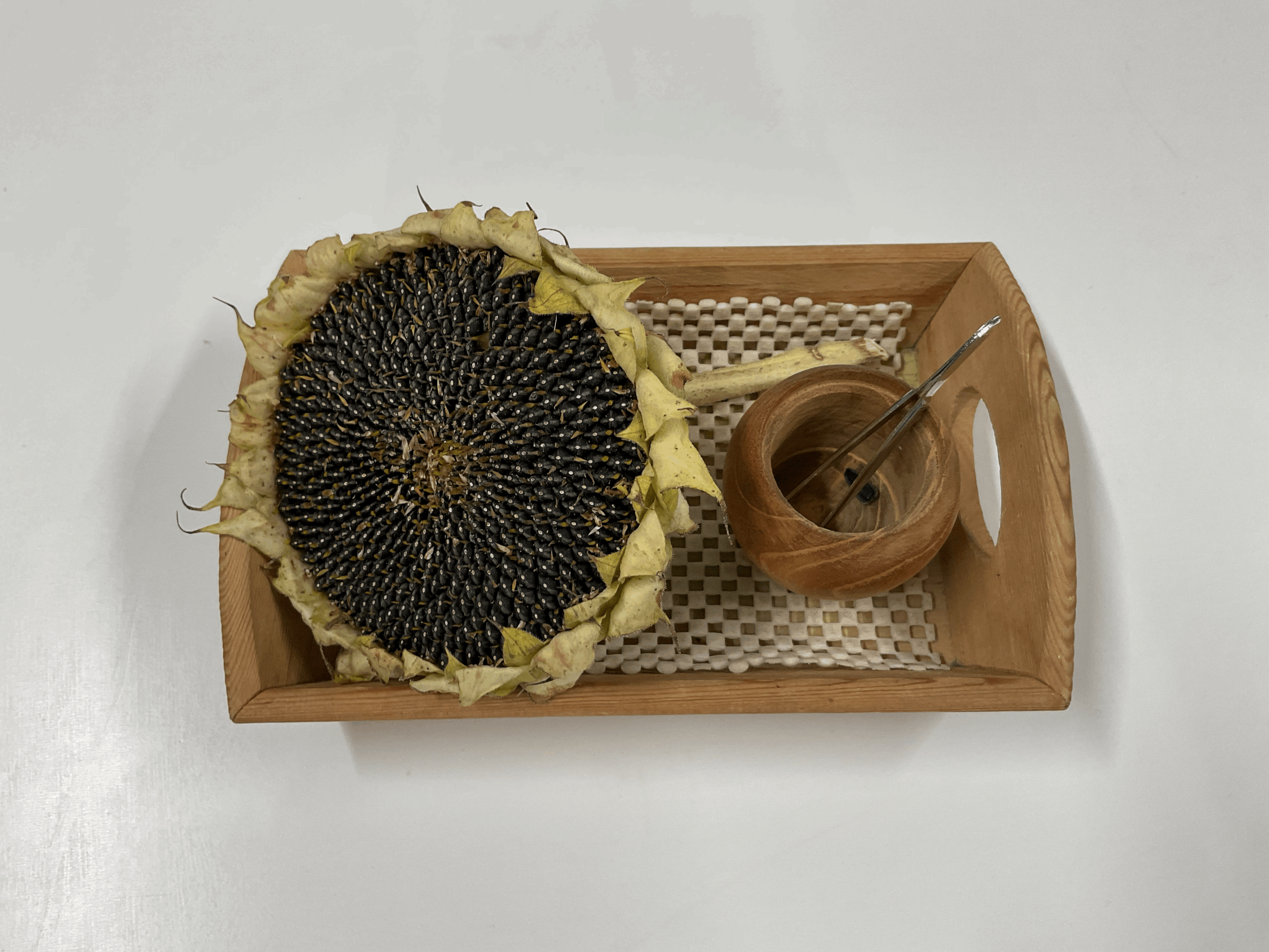 Living the lifecycle of the sunflower 