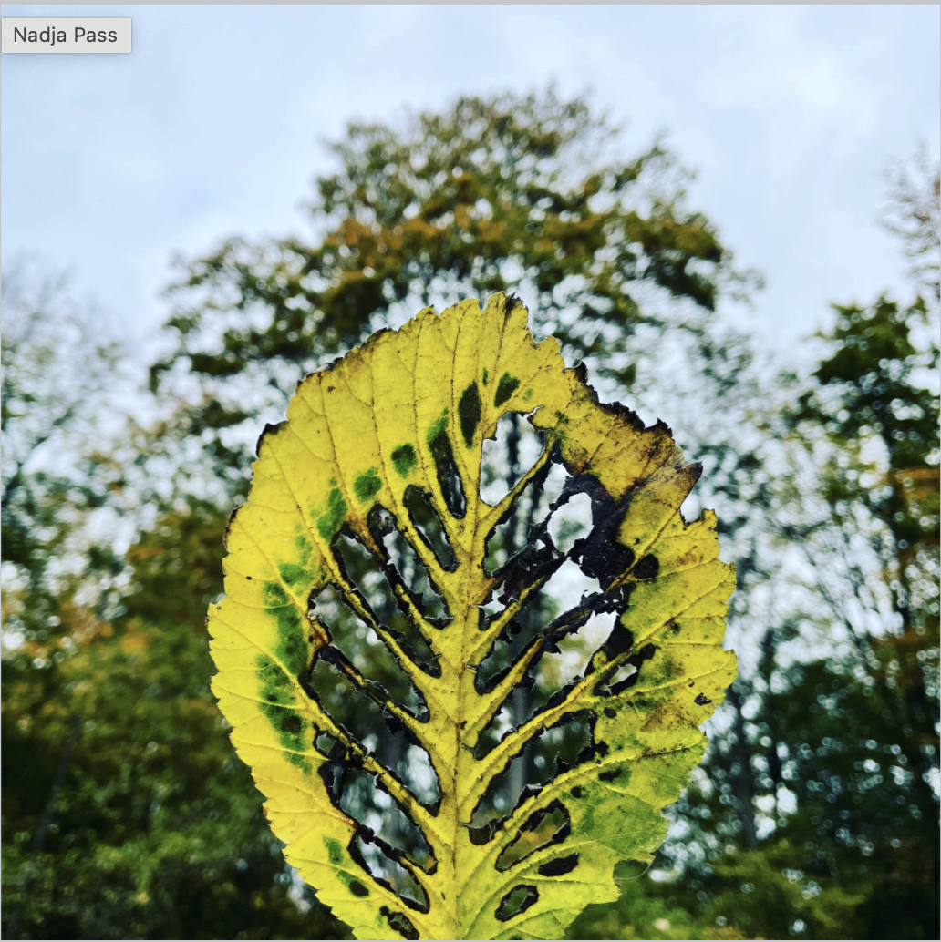 LIVET I SKOVEN 2: DEN MENTALE BÅNDBREDDE