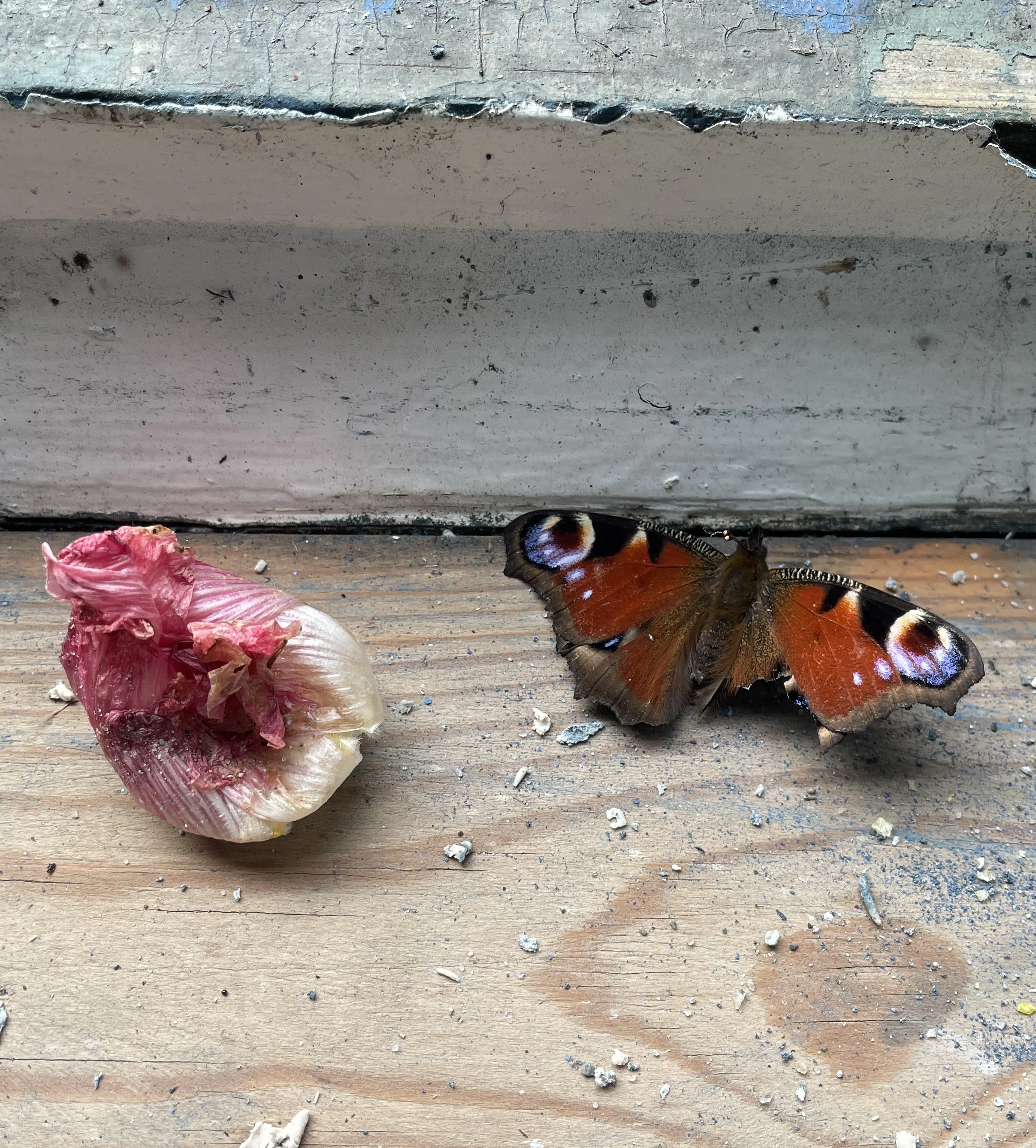 livet i skoven # 11: stilhed før (og efter) samtalen