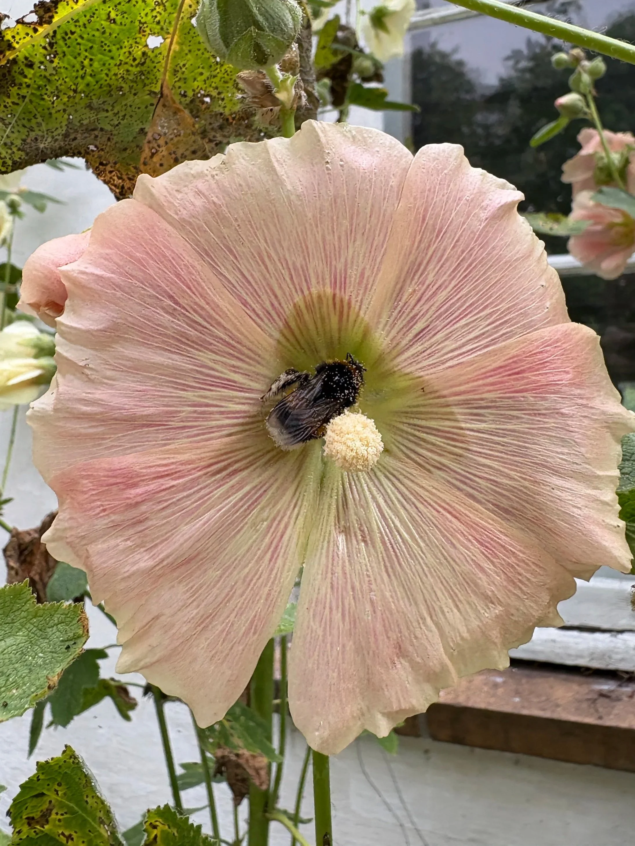 LIVET I SKOVEN # 10: Langt fra noget ER tæt på så meget andet