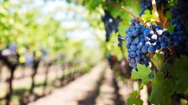 grapes on the vine