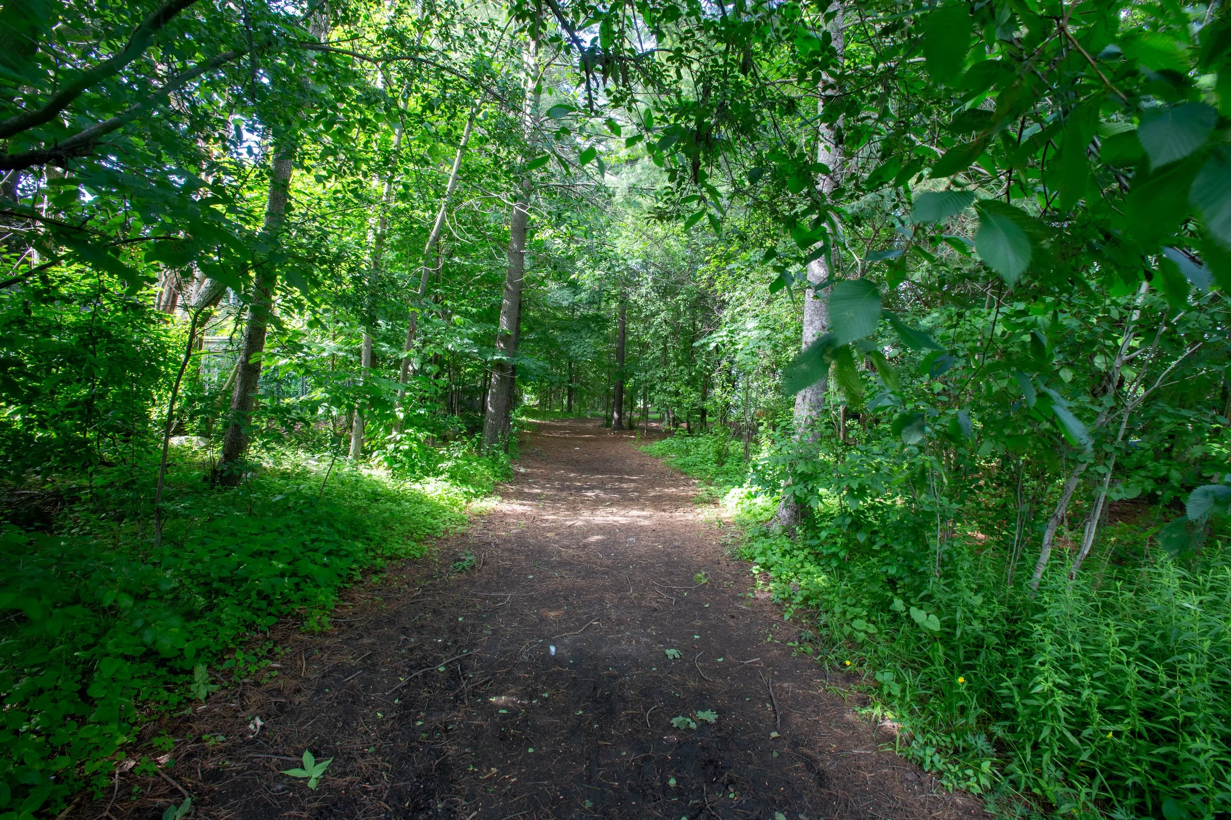 Basswood-24.jpg