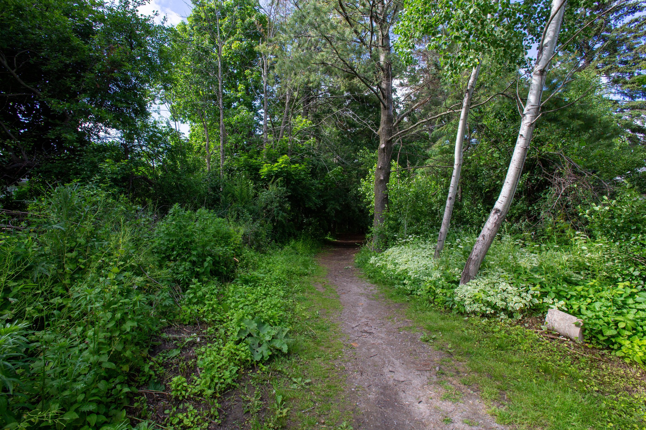 Basswood-25.jpg