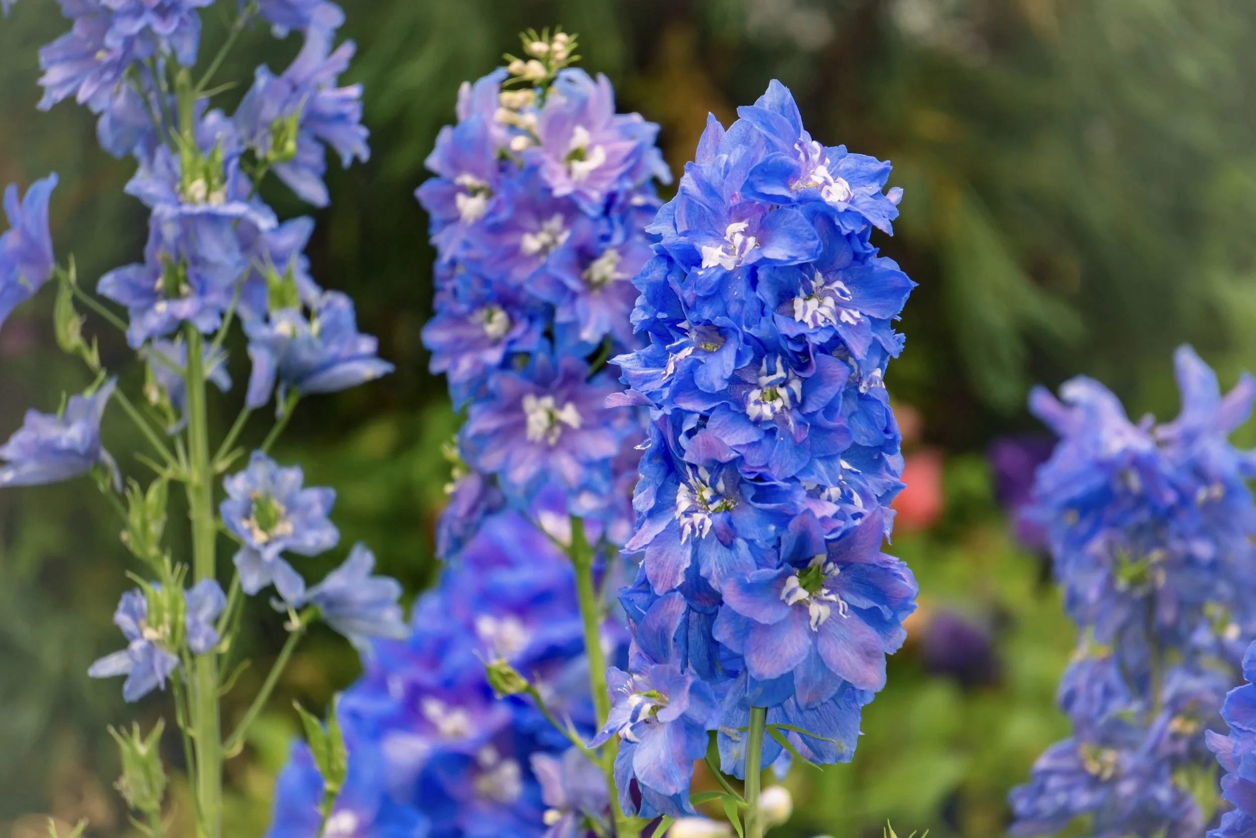 The Flower of 2026 and Why We Love It