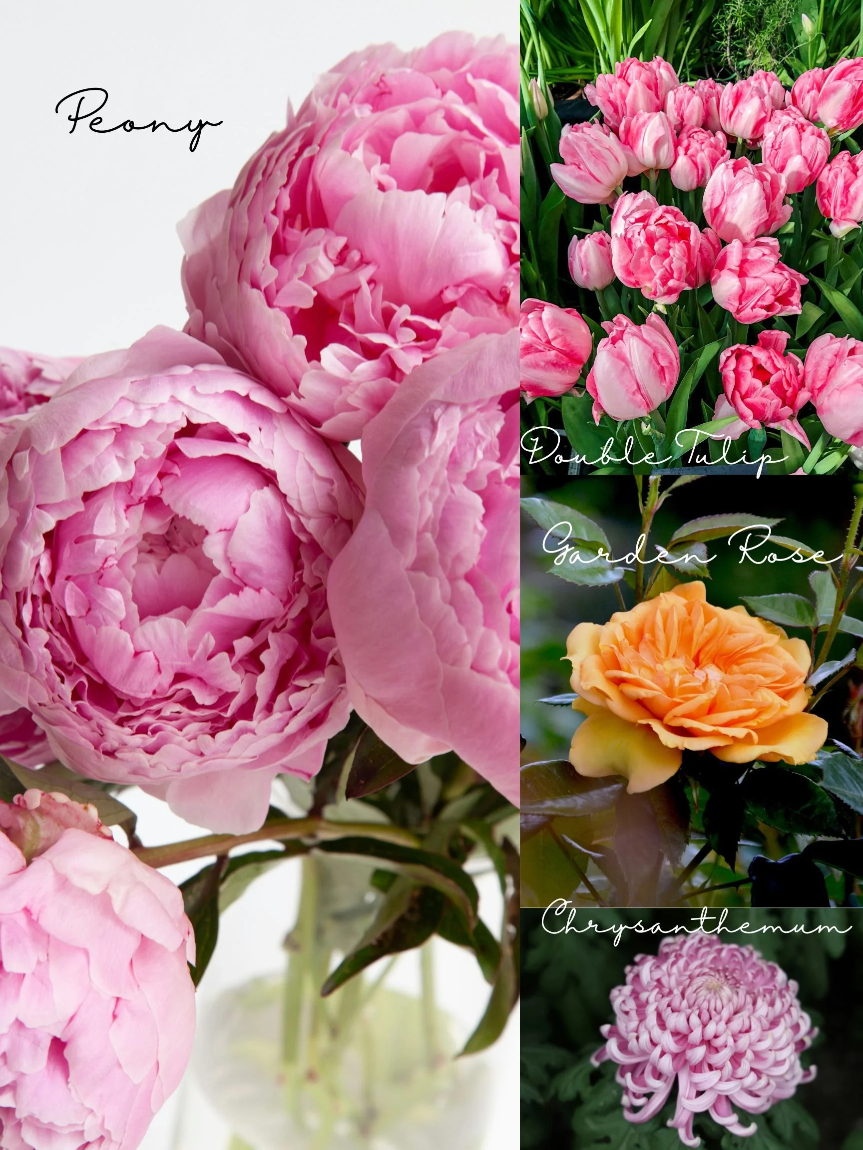 Beautiful Budget-Friendly Flower Substitutions for Weddings and Events