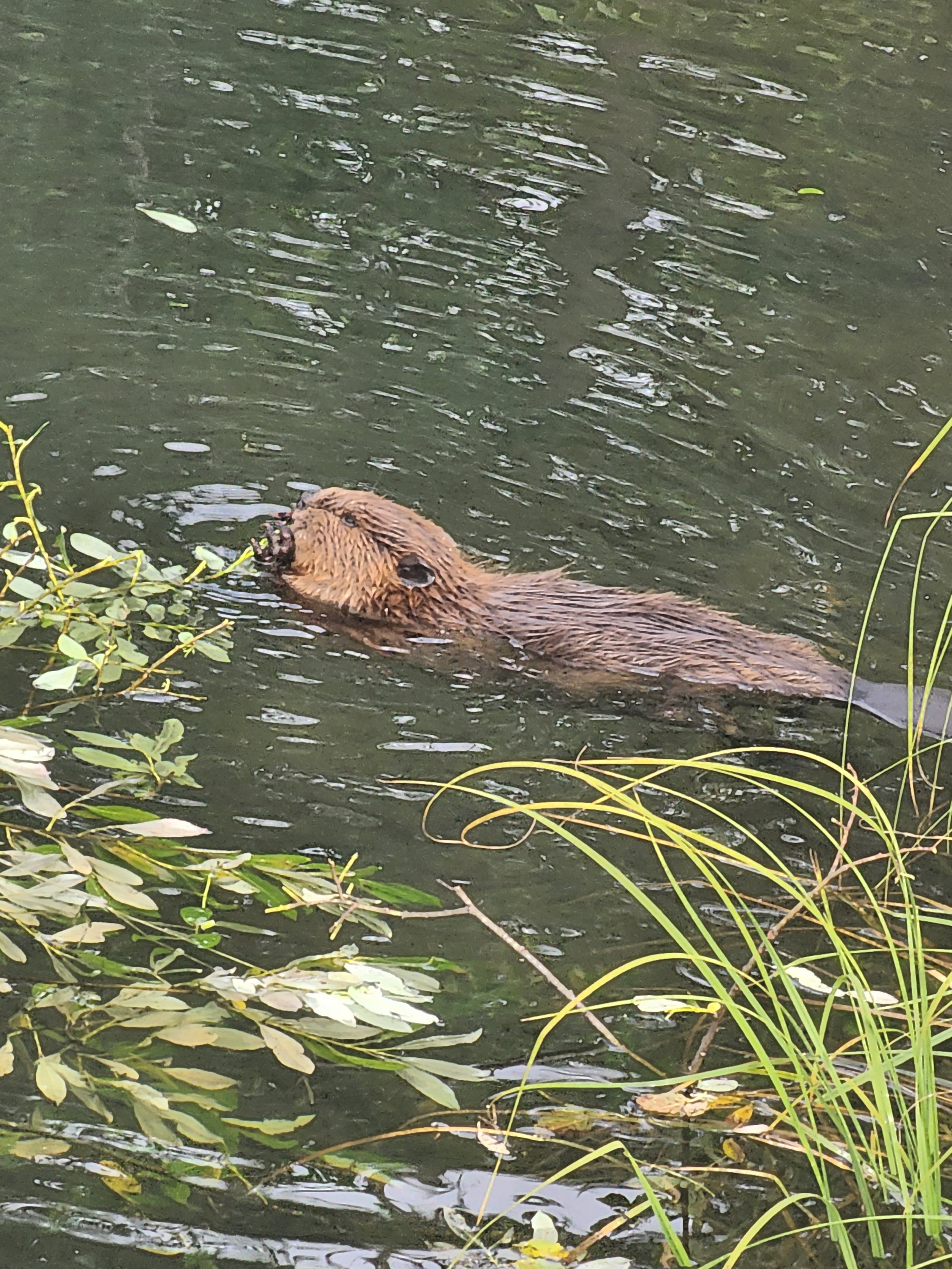 beaver_swimming.jpg