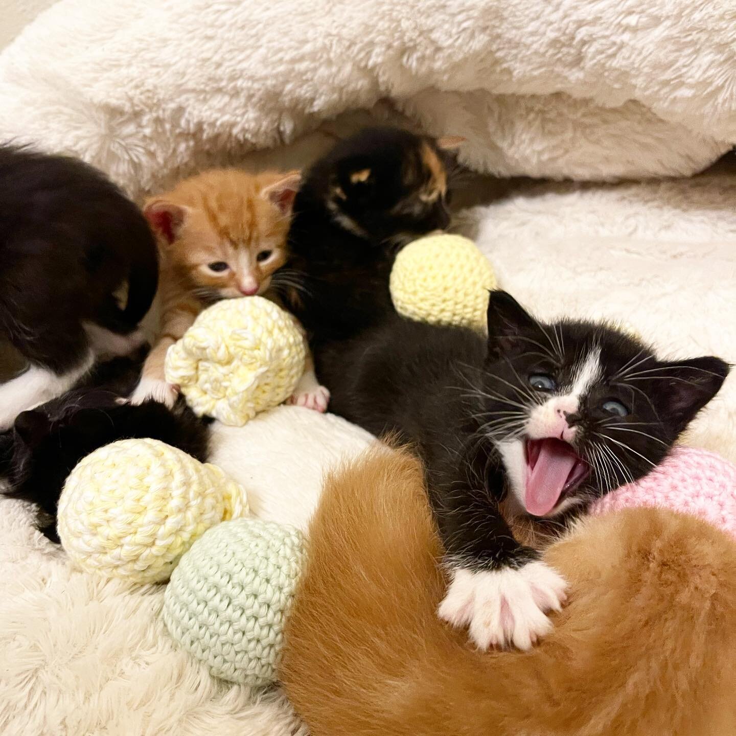 Catnip included - use responsibly 😛🍃
.
.
.
.
.
.
.
#catnip #cattoys #cattoy #handmade #crochet #amigurumi #crochetaddict #catlady #catsofinstagram #catlife #catlover #cats_of_world #cats #catholic #instacat #catinstagram #tuxedocat #kitten #kittens