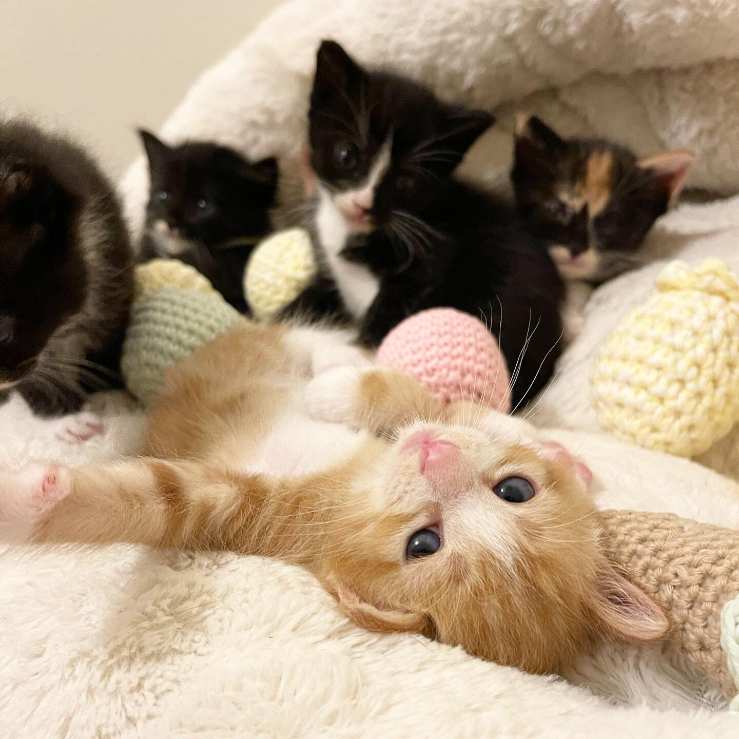 Happy Small Business Saturday! 💕
Crochet toys are now stocked on our website - we can&rsquo;t wait to help you spoil your fur kids! 🐈💖
.
Thank you for shopping small &amp; supporting this budding small business 😍
.
.
.
.
.
.
#kogaboga #crochet #h