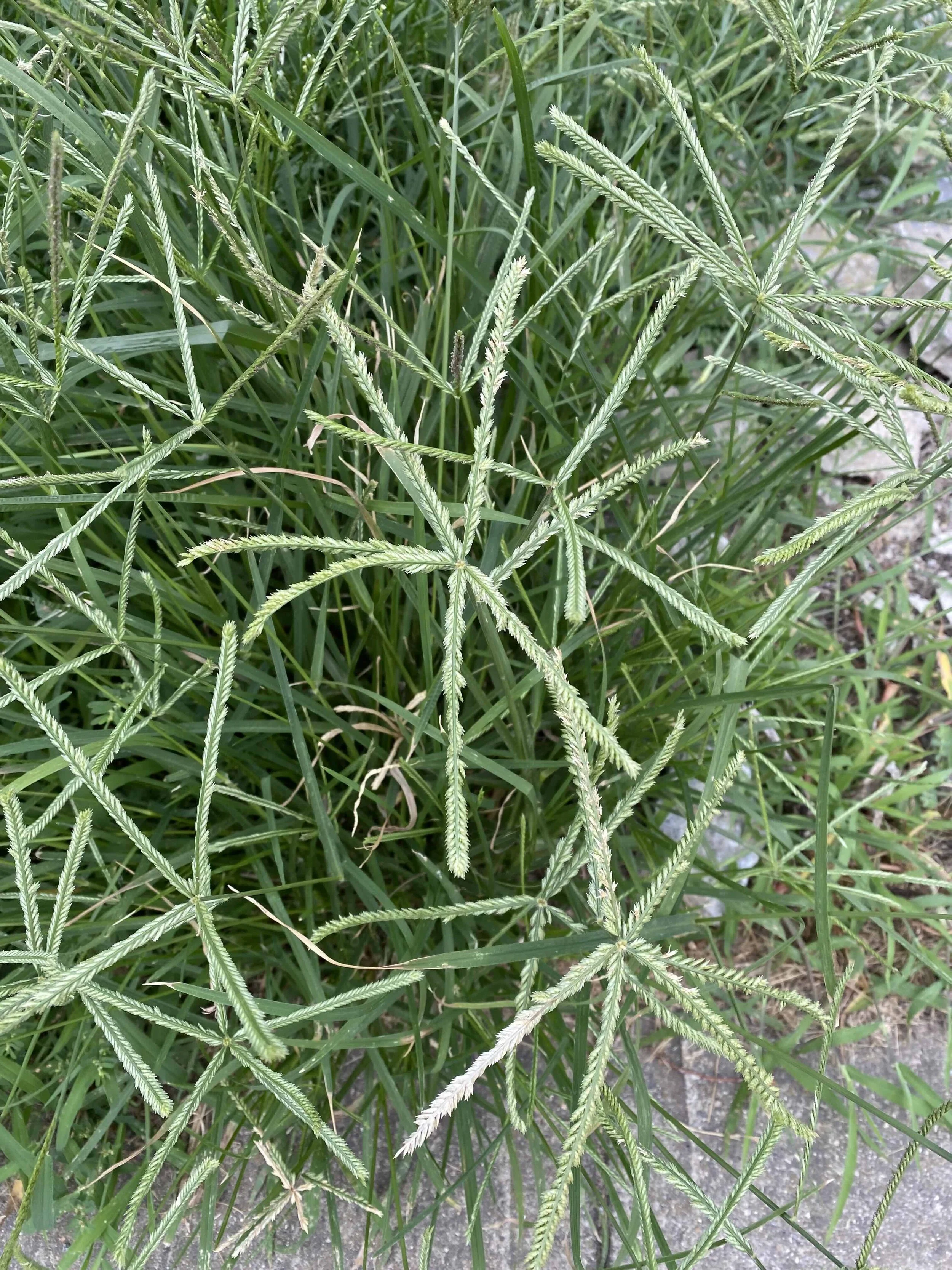 Goosegrass