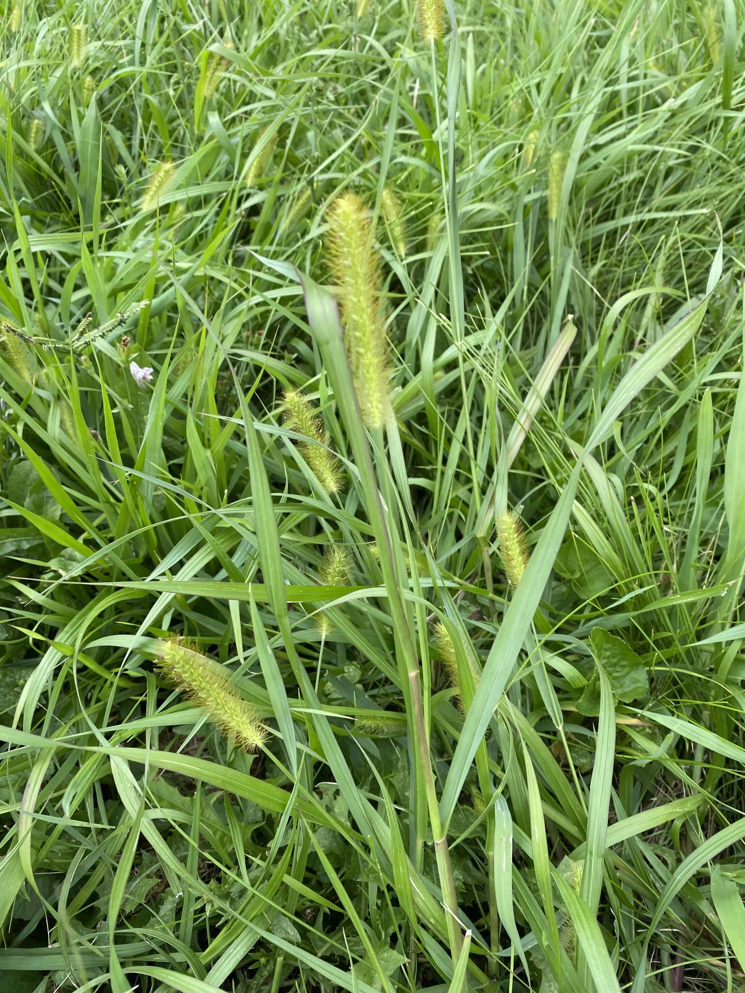 Yellow Foxtail