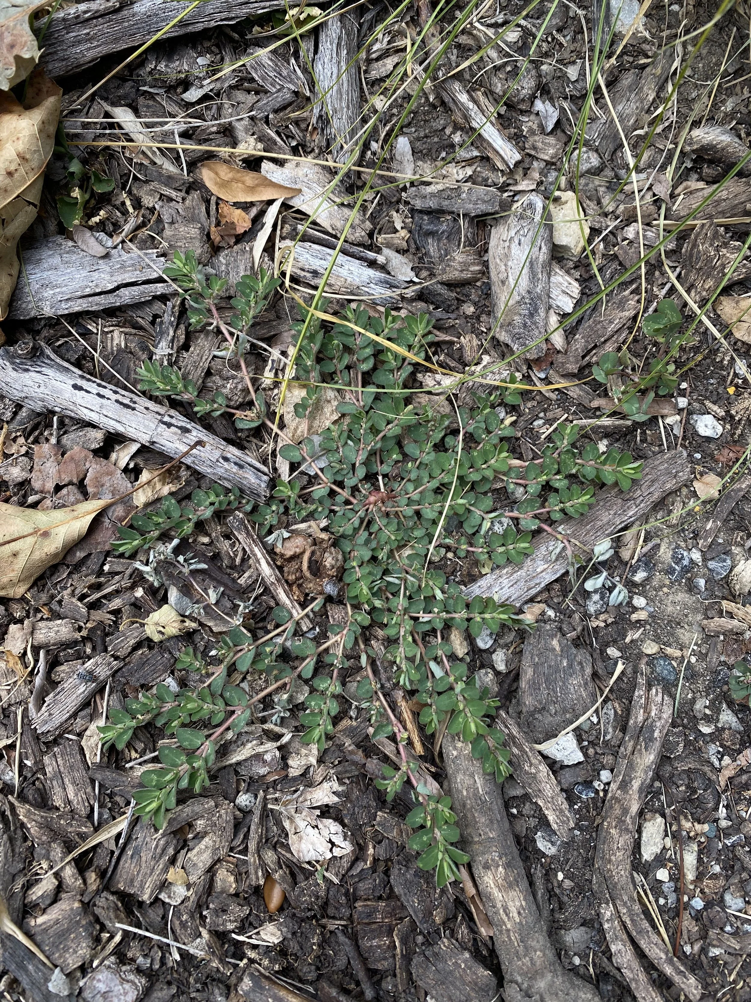 Spurgeweed