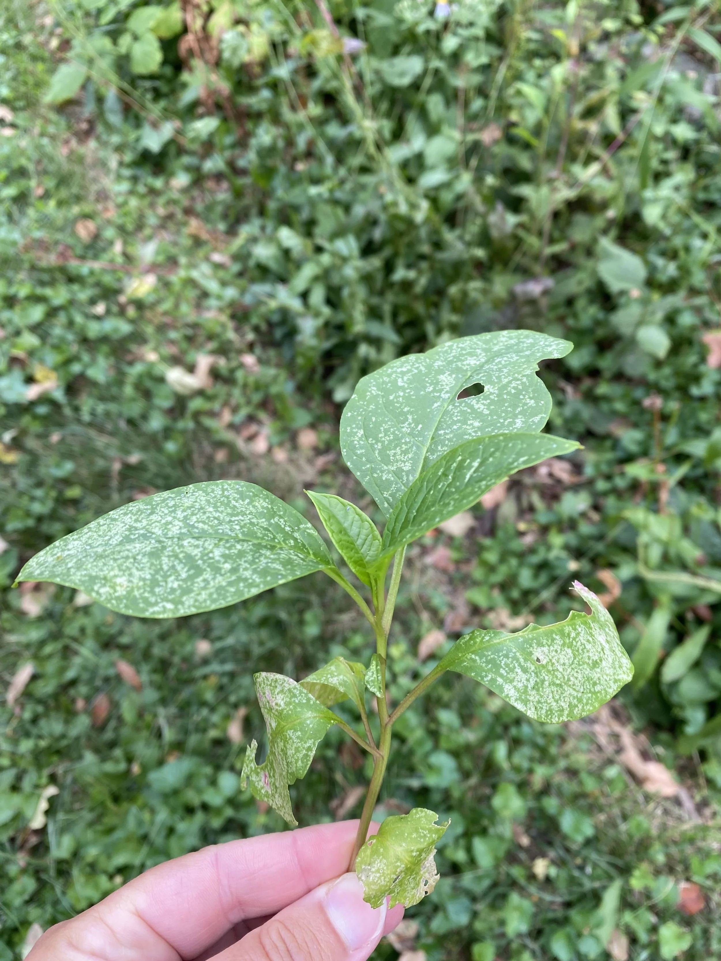 Pokeweed