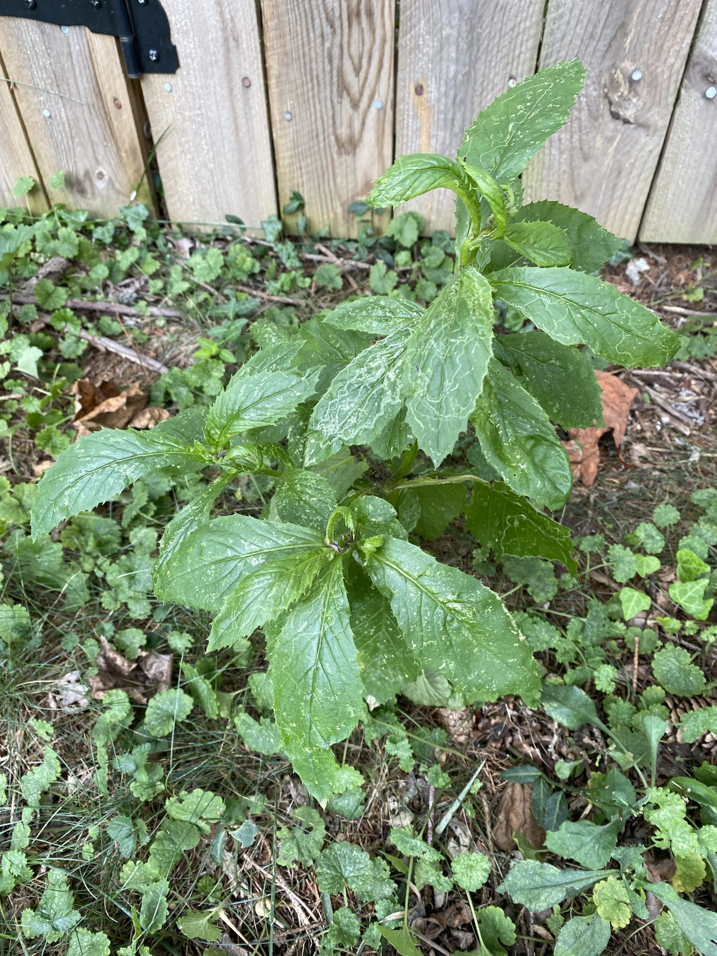 Burnweed