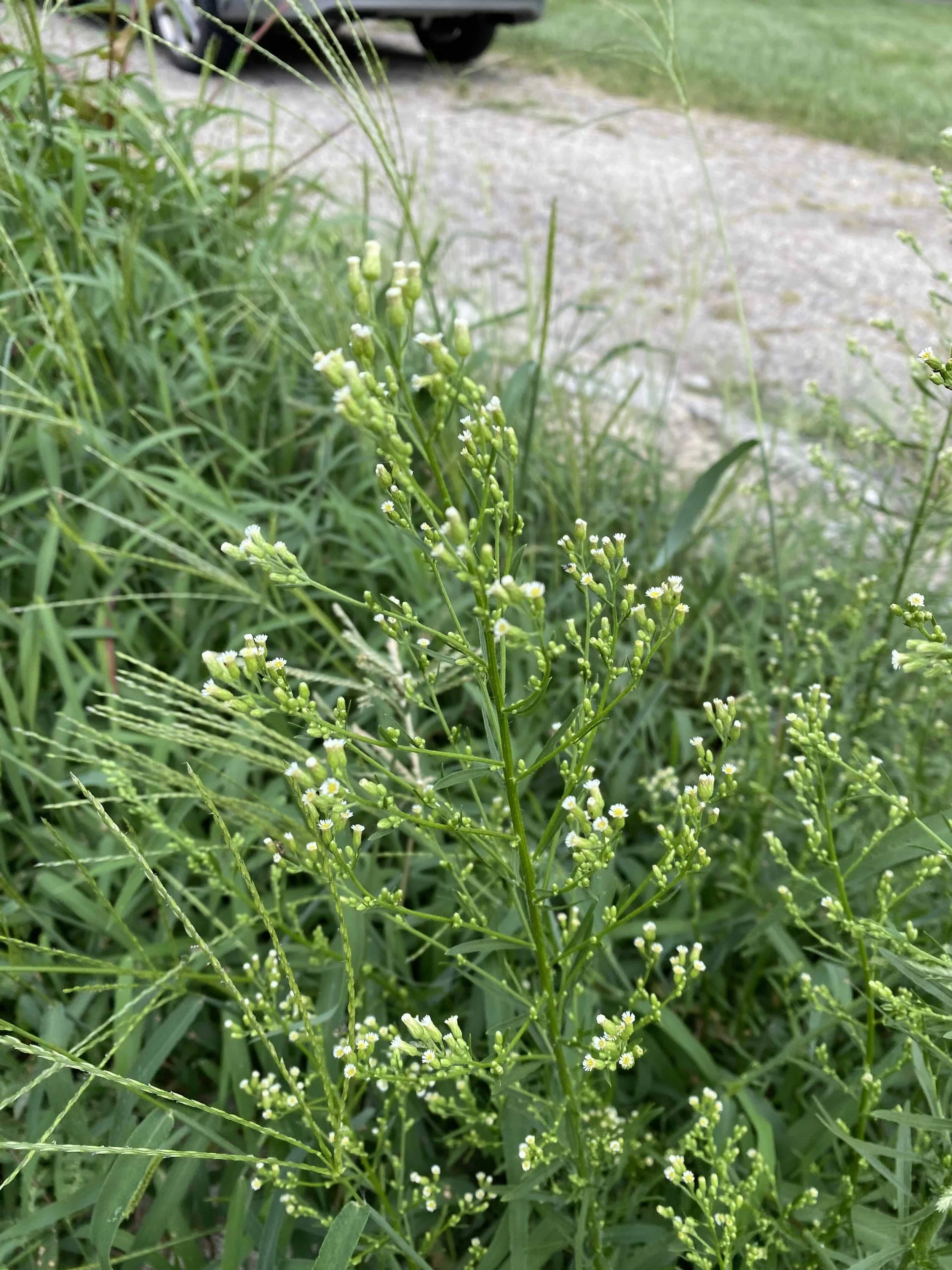 Horseweed