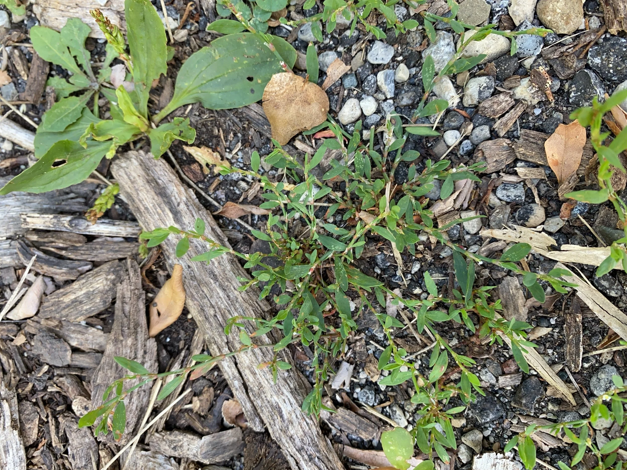 Prostrate Knotweed