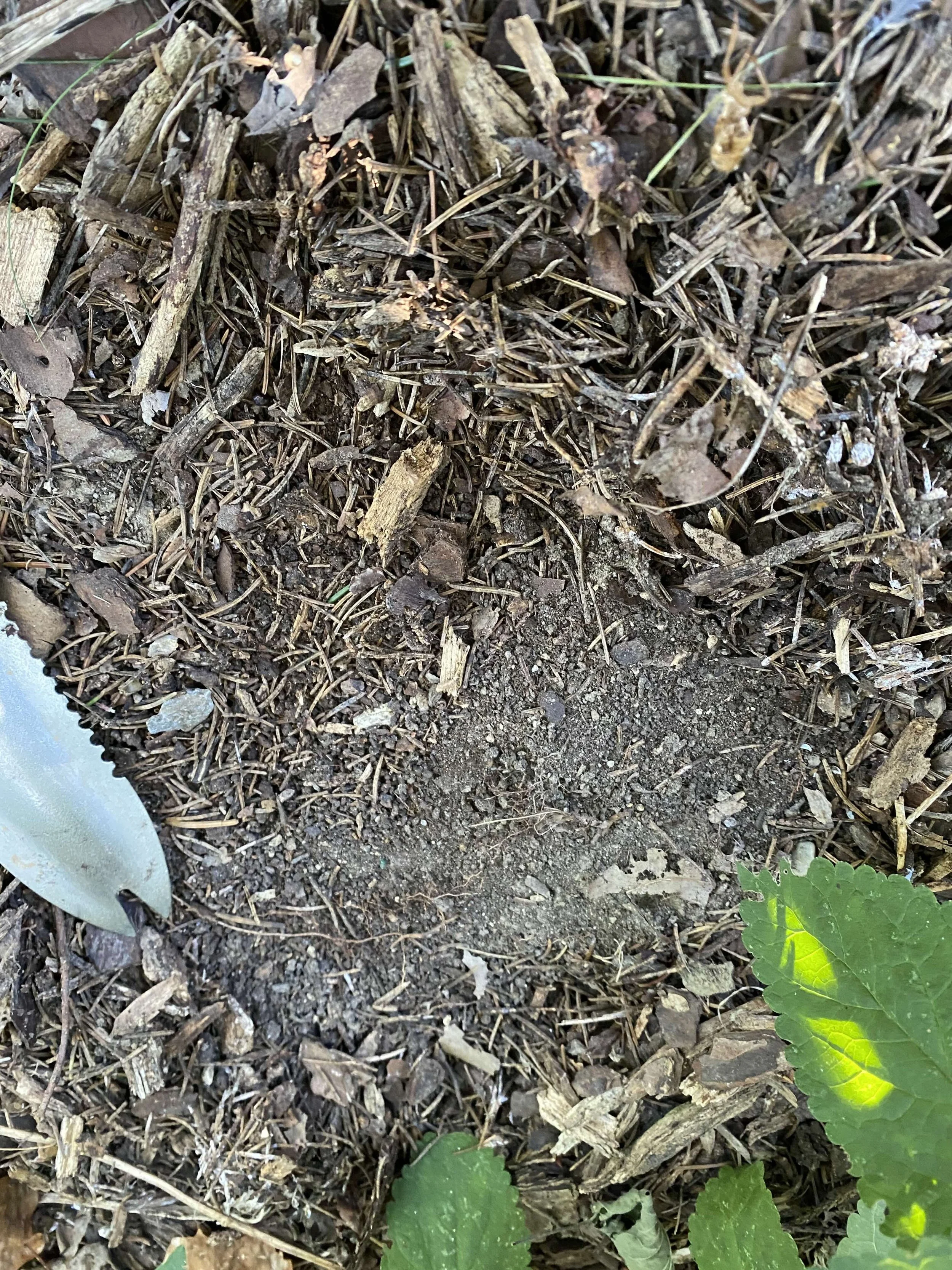 Soil is dry below mulch, time to dig...